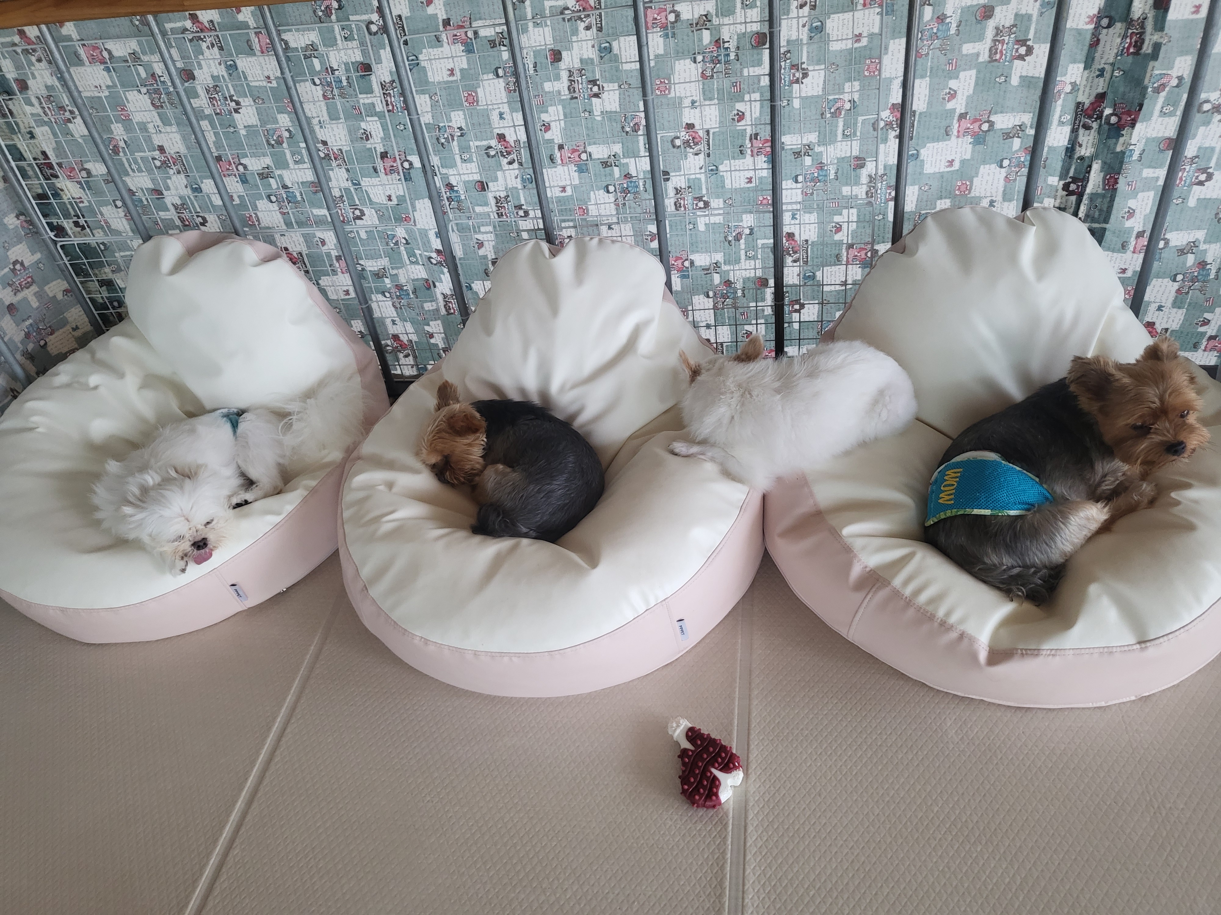 올리(아산 구조견), 유치원 갔어요