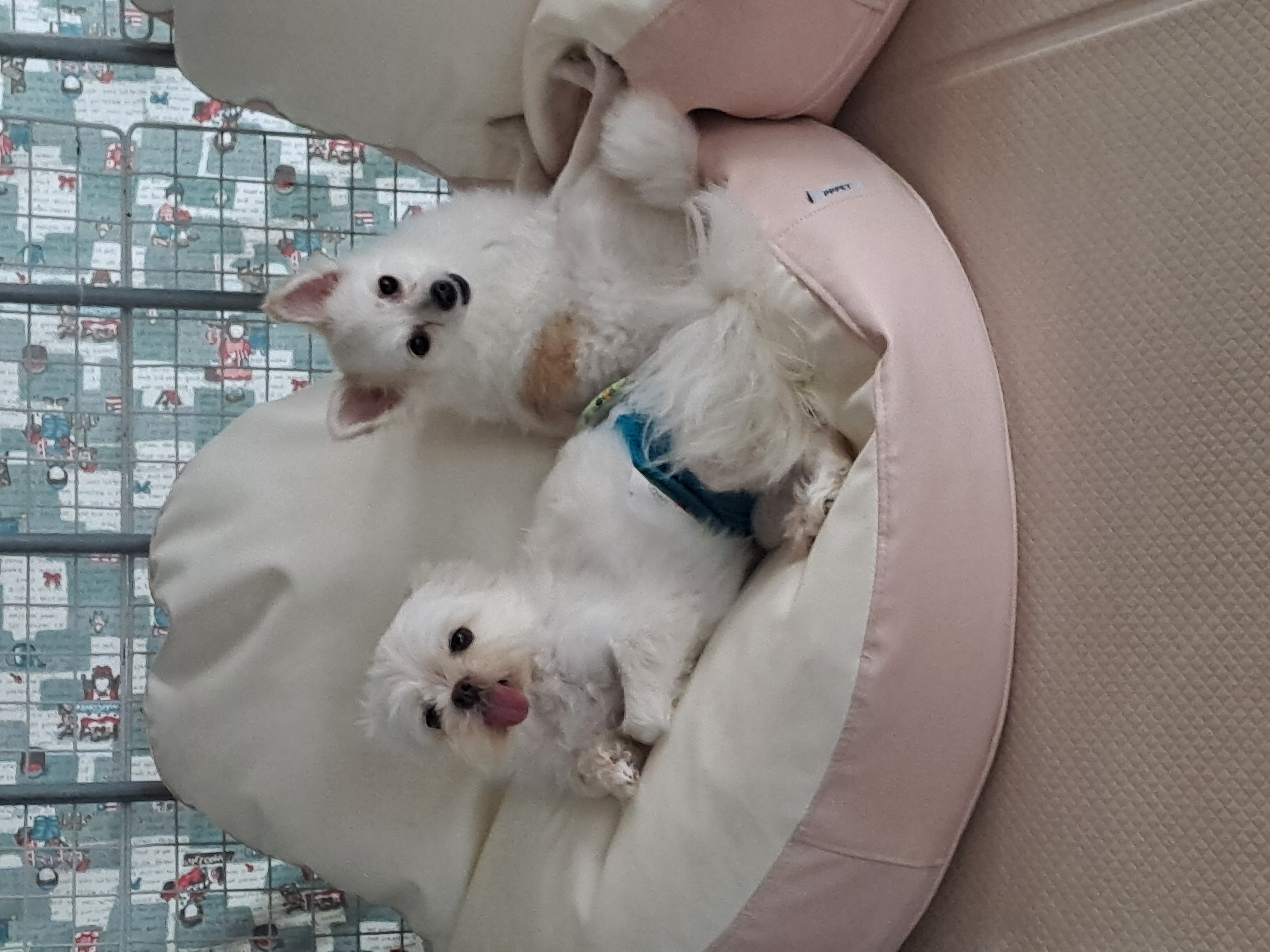 올리(아산 구조견), 유치원 갔어요