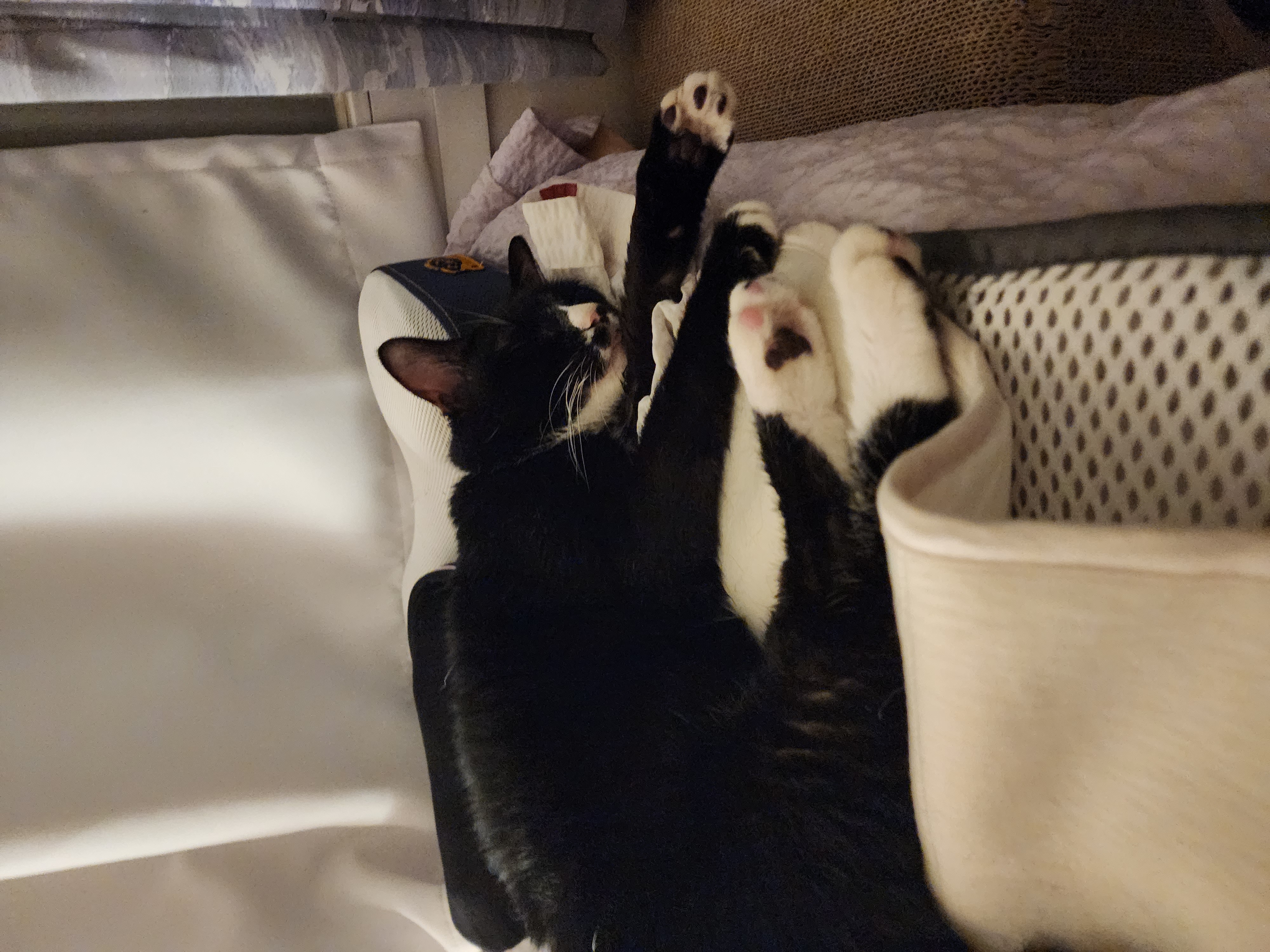 버찌 입양후기 1년