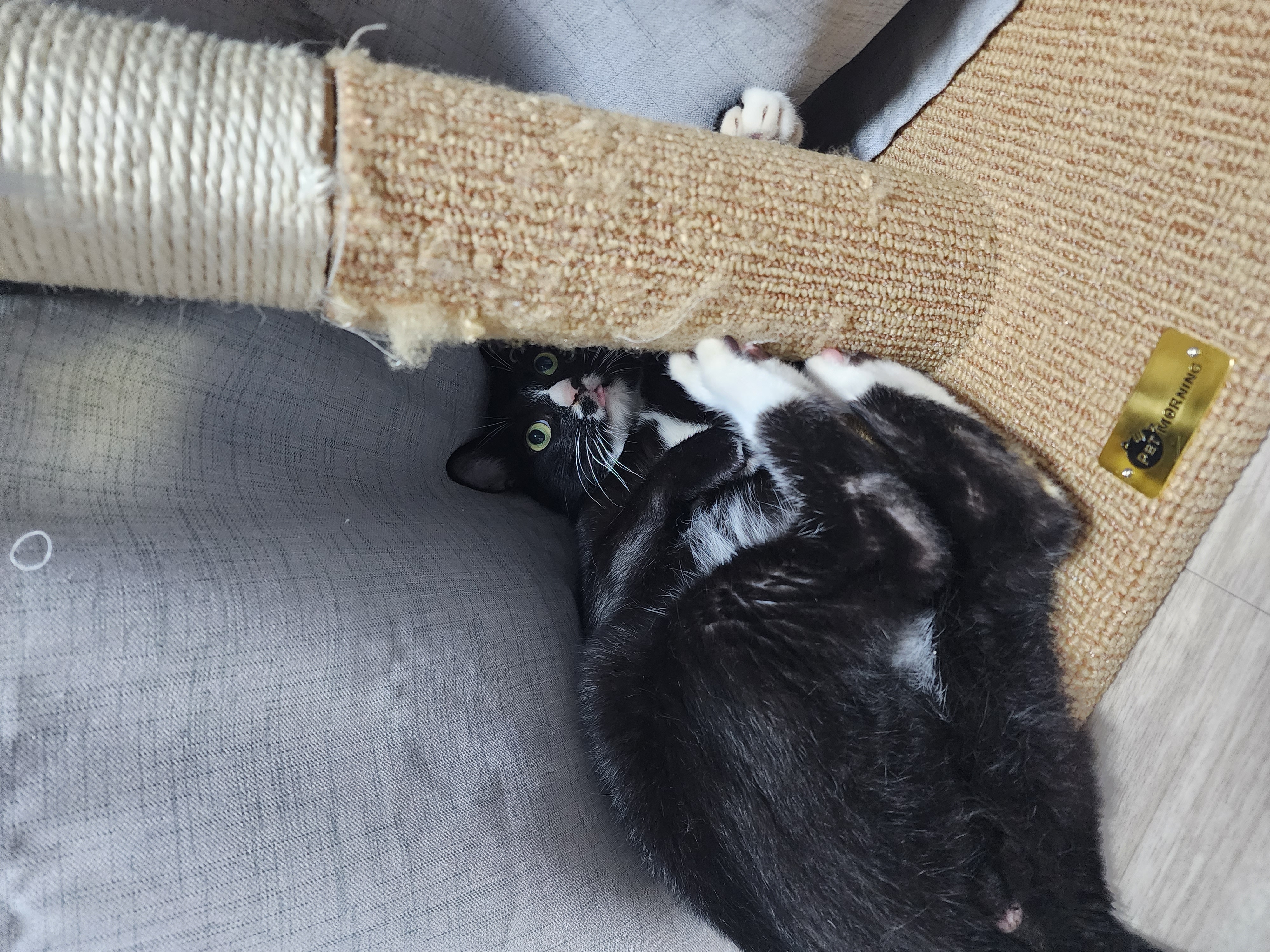 버찌 입양후기 1년