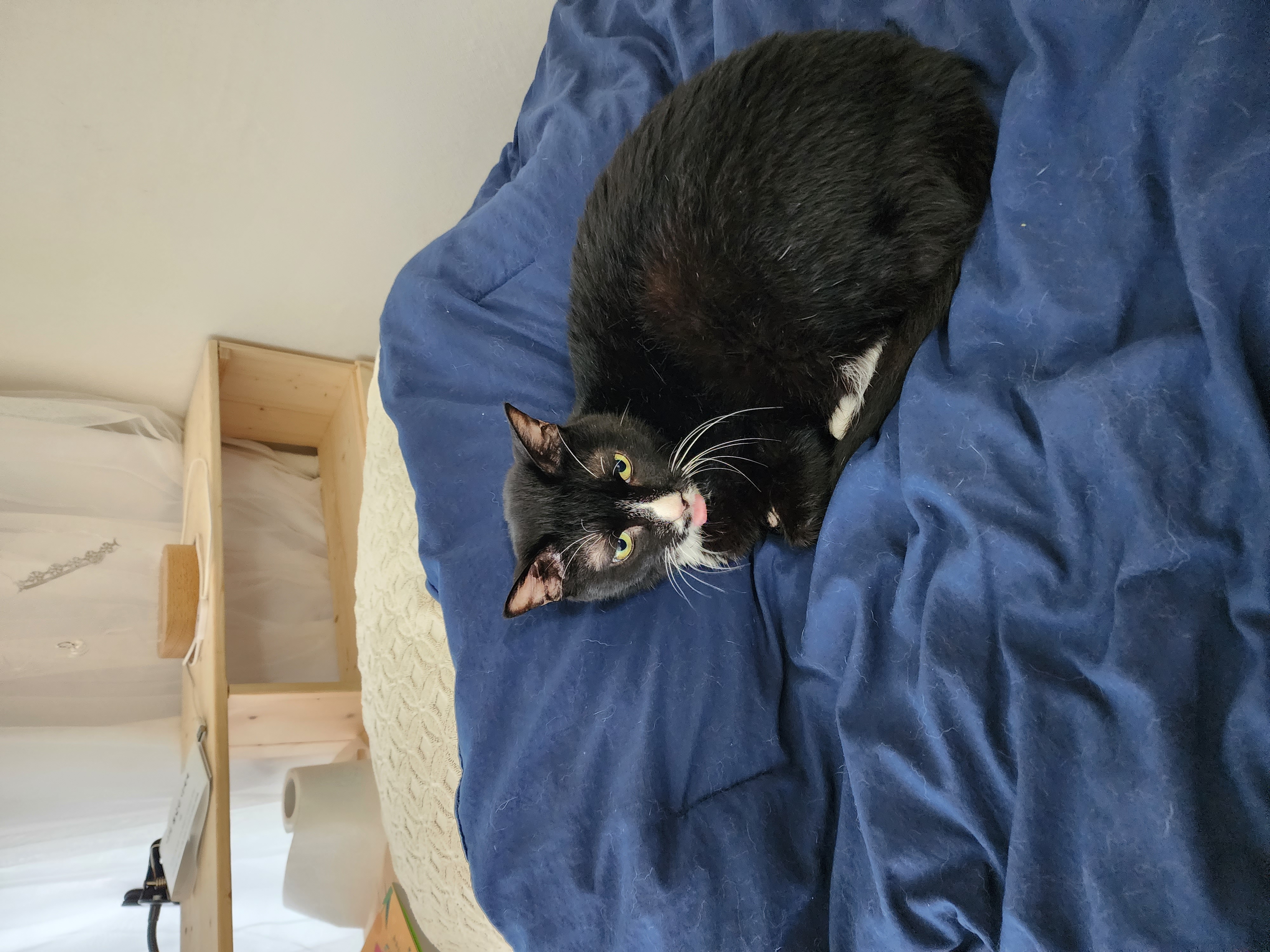 버찌 입양후기 1년