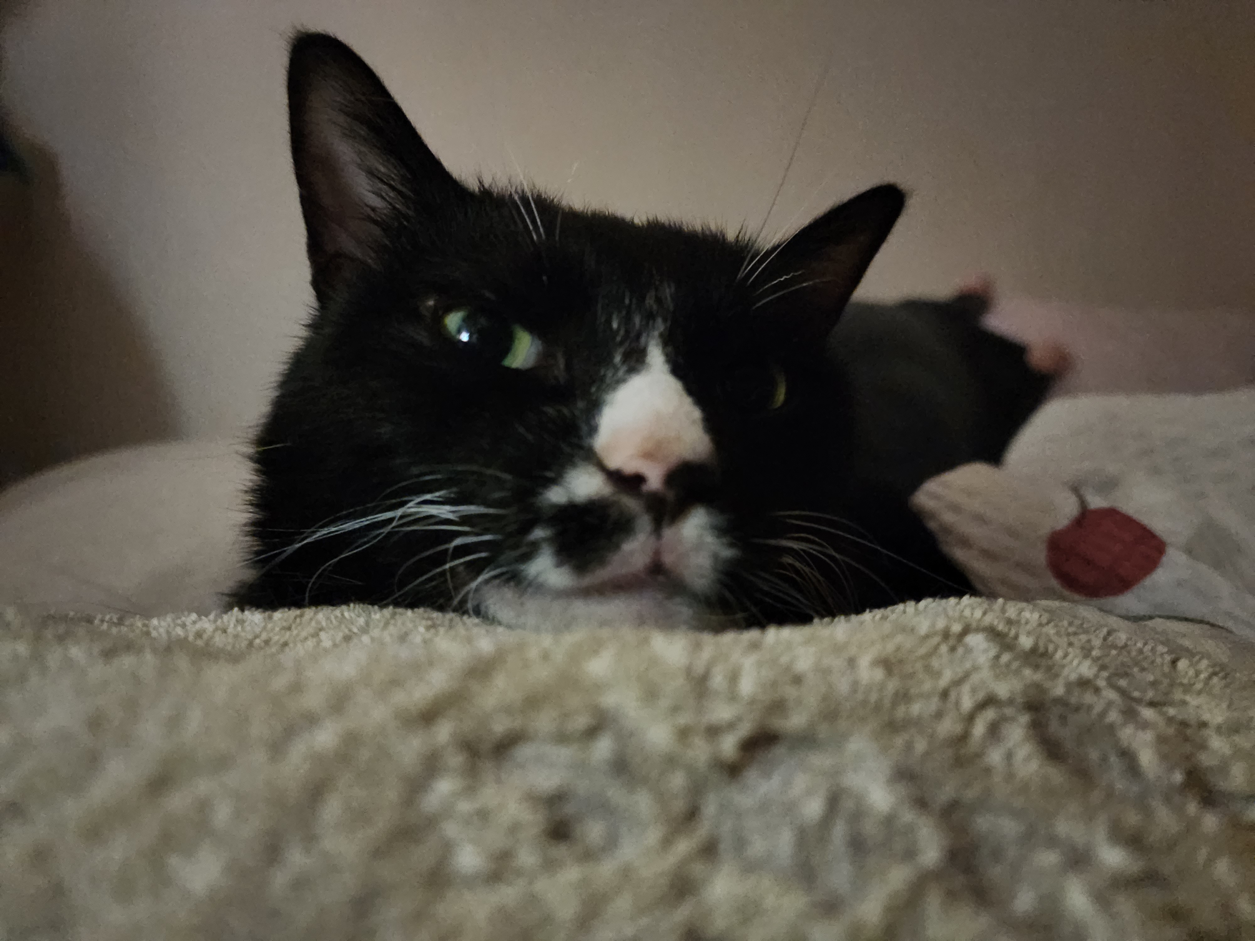 버찌 입양후기 1년