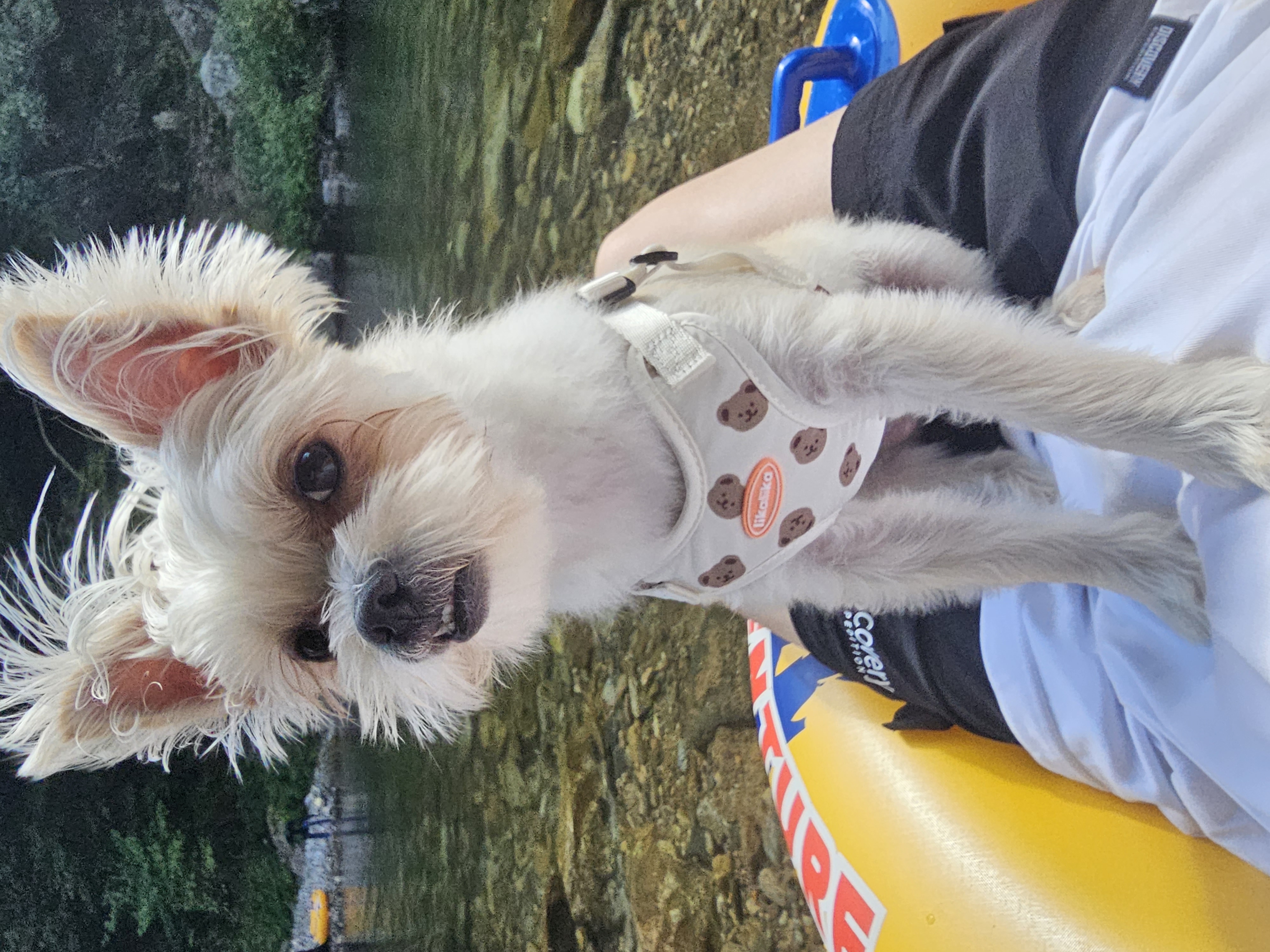 사랑쟁이 두식(엘디) 1년 입양후기