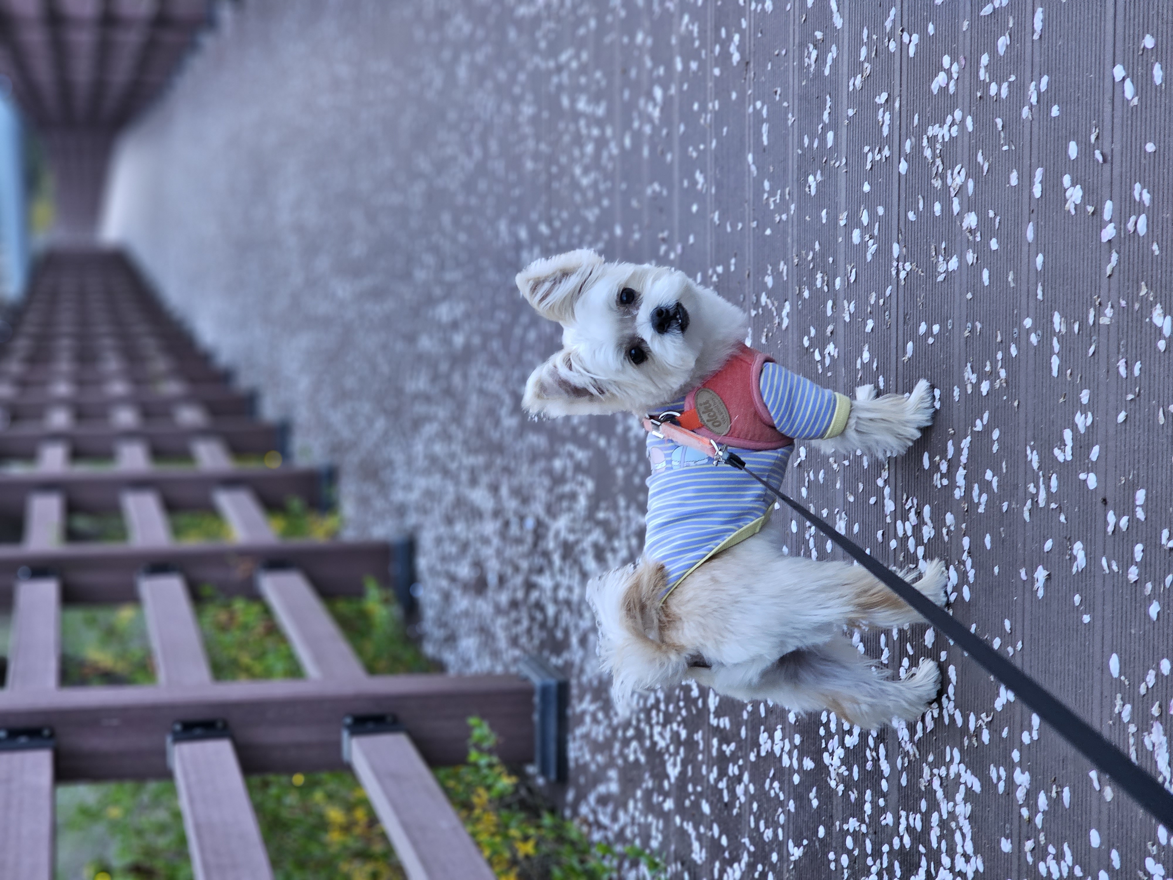 사랑쟁이 두식(엘디) 1년 입양후기