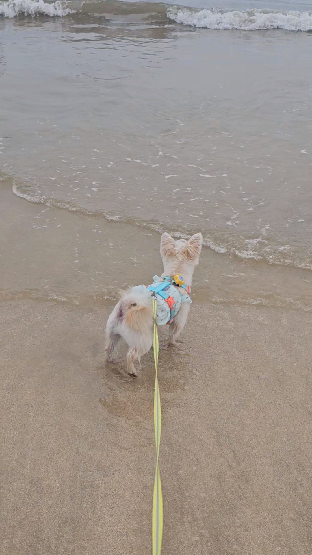 사랑쟁이 두식(엘디) 1년 입양후기