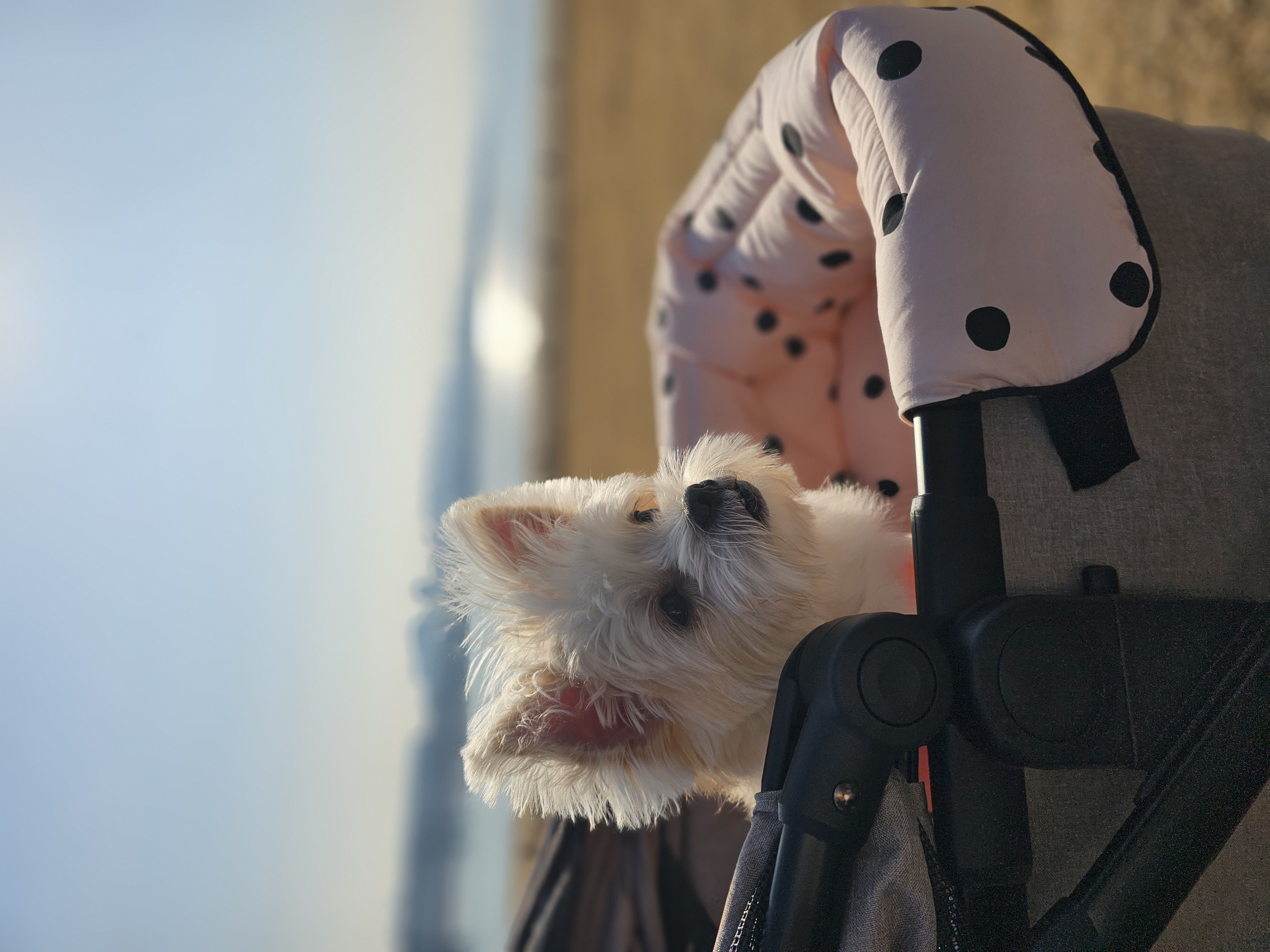 사랑쟁이 두식(엘디) 1년 입양후기