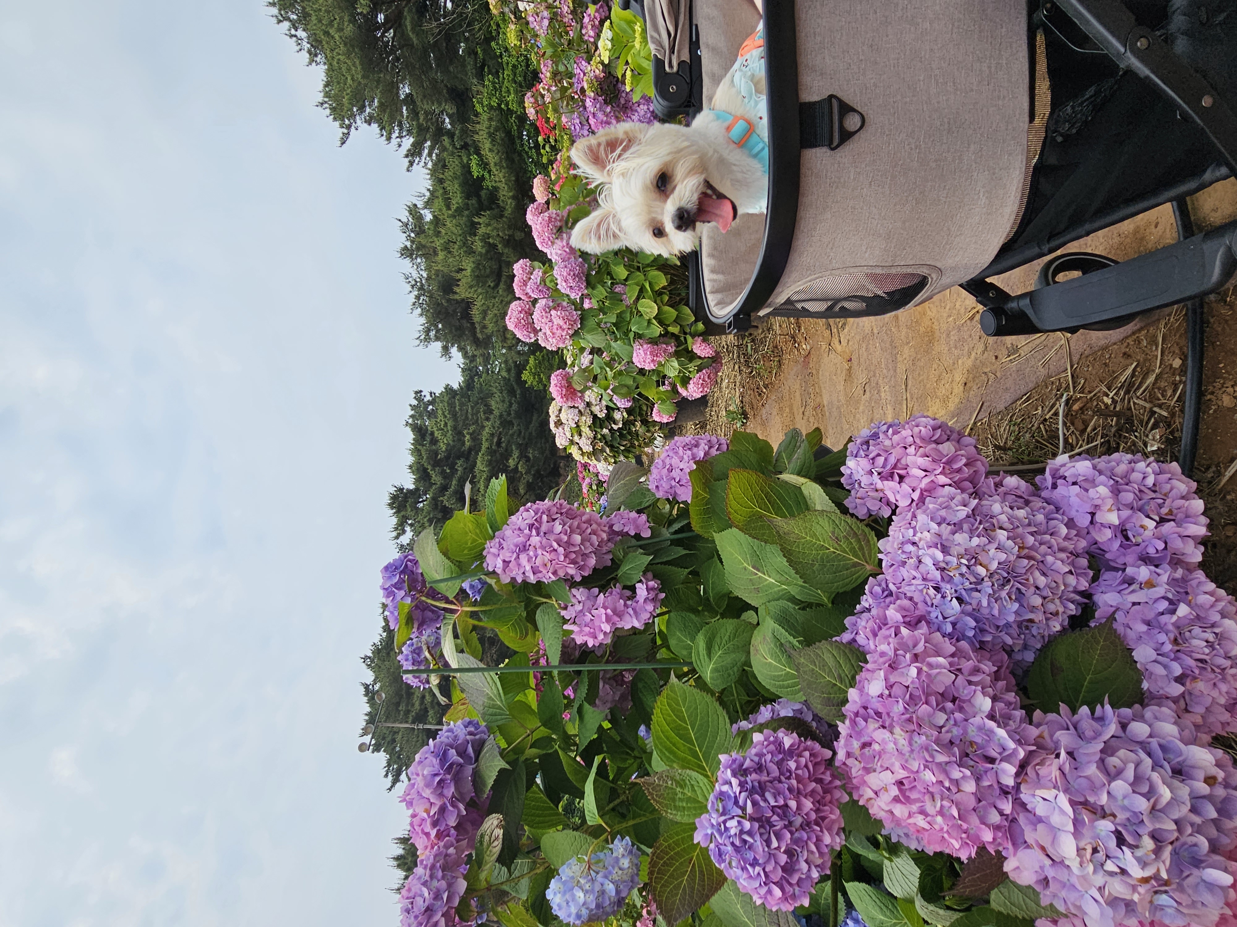 사랑쟁이 두식(엘디) 1년 입양후기