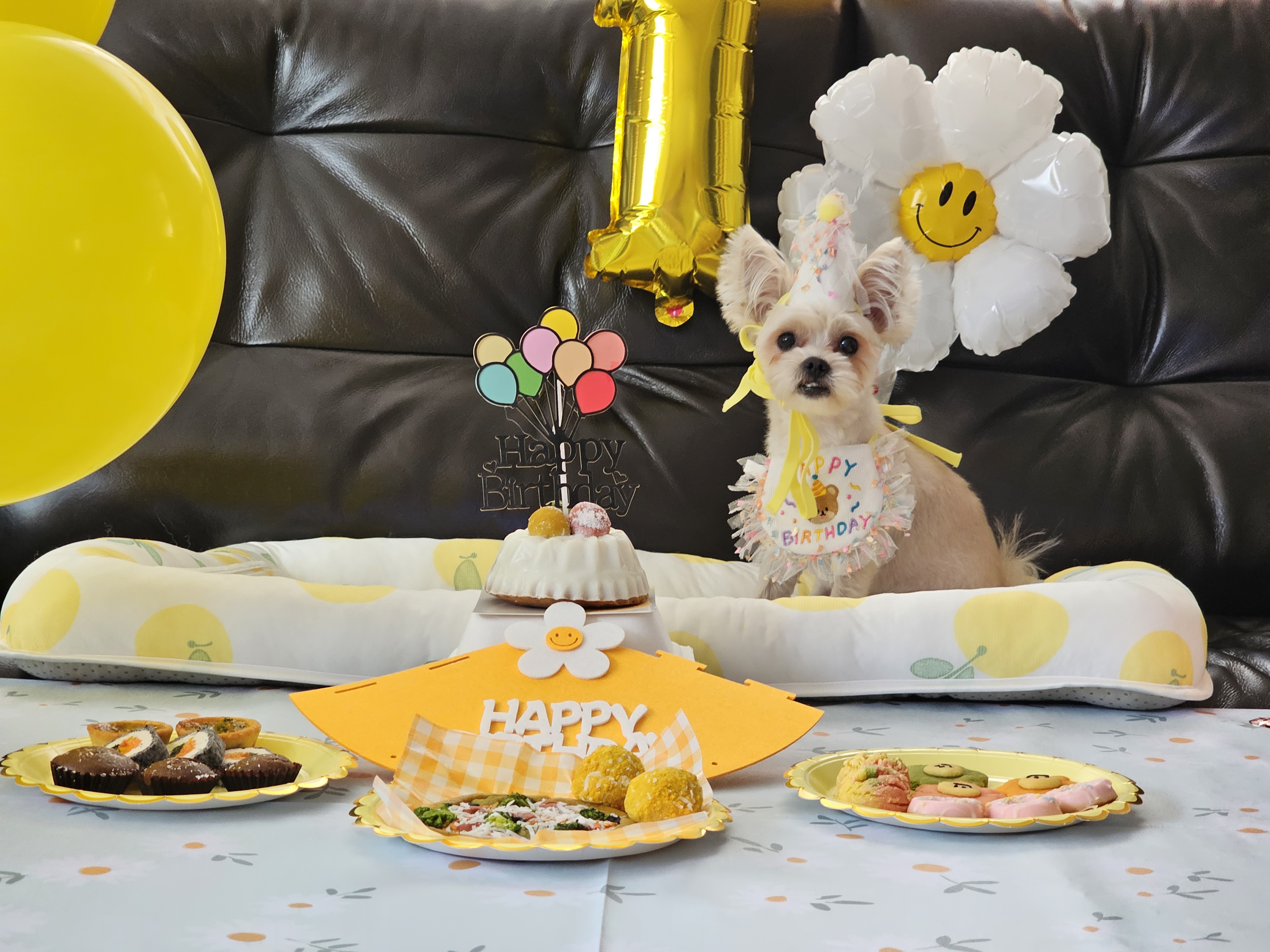 사랑쟁이 두식(엘디) 1년 입양후기