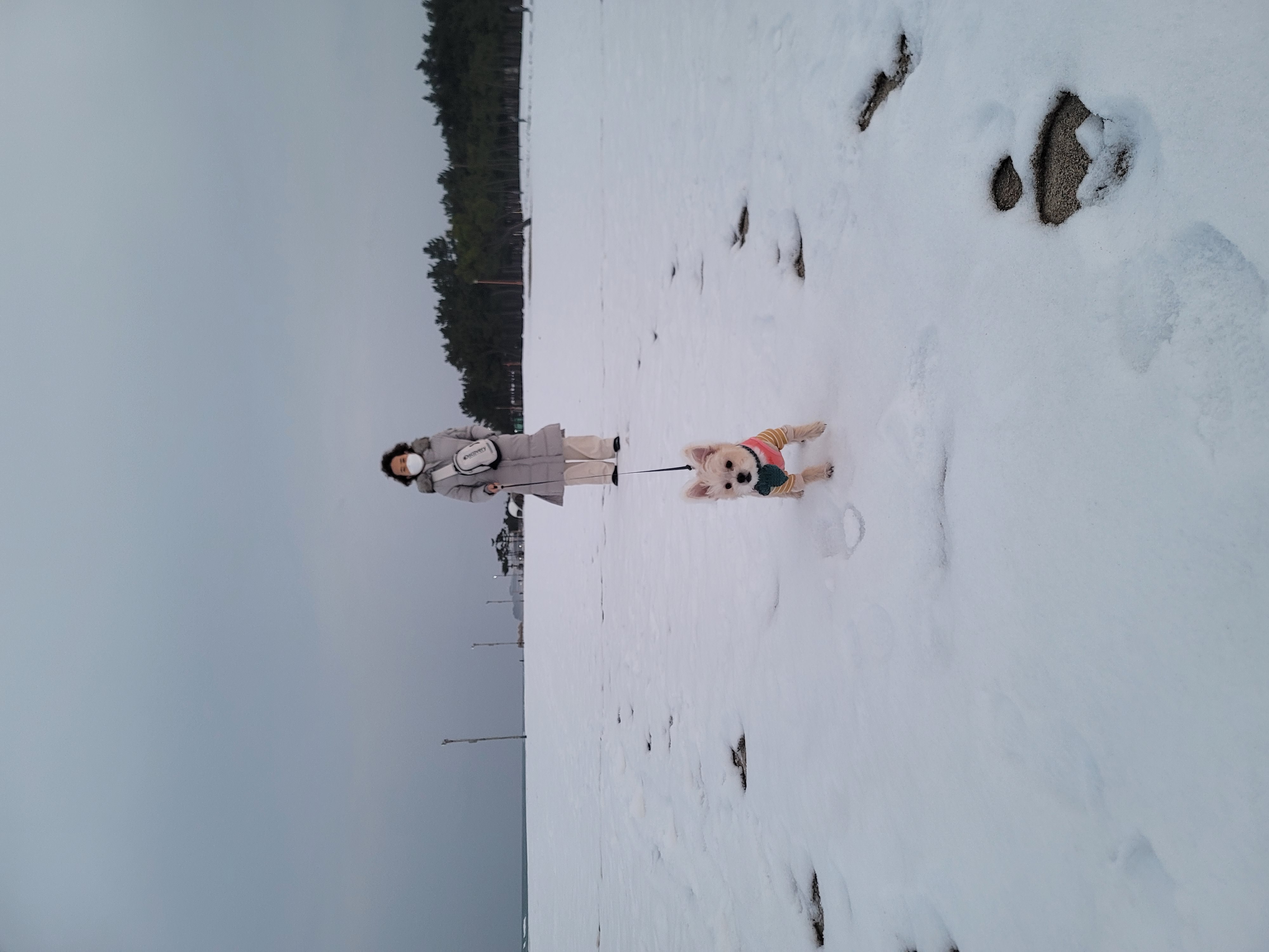 사랑쟁이 두식(엘디) 1년 입양후기