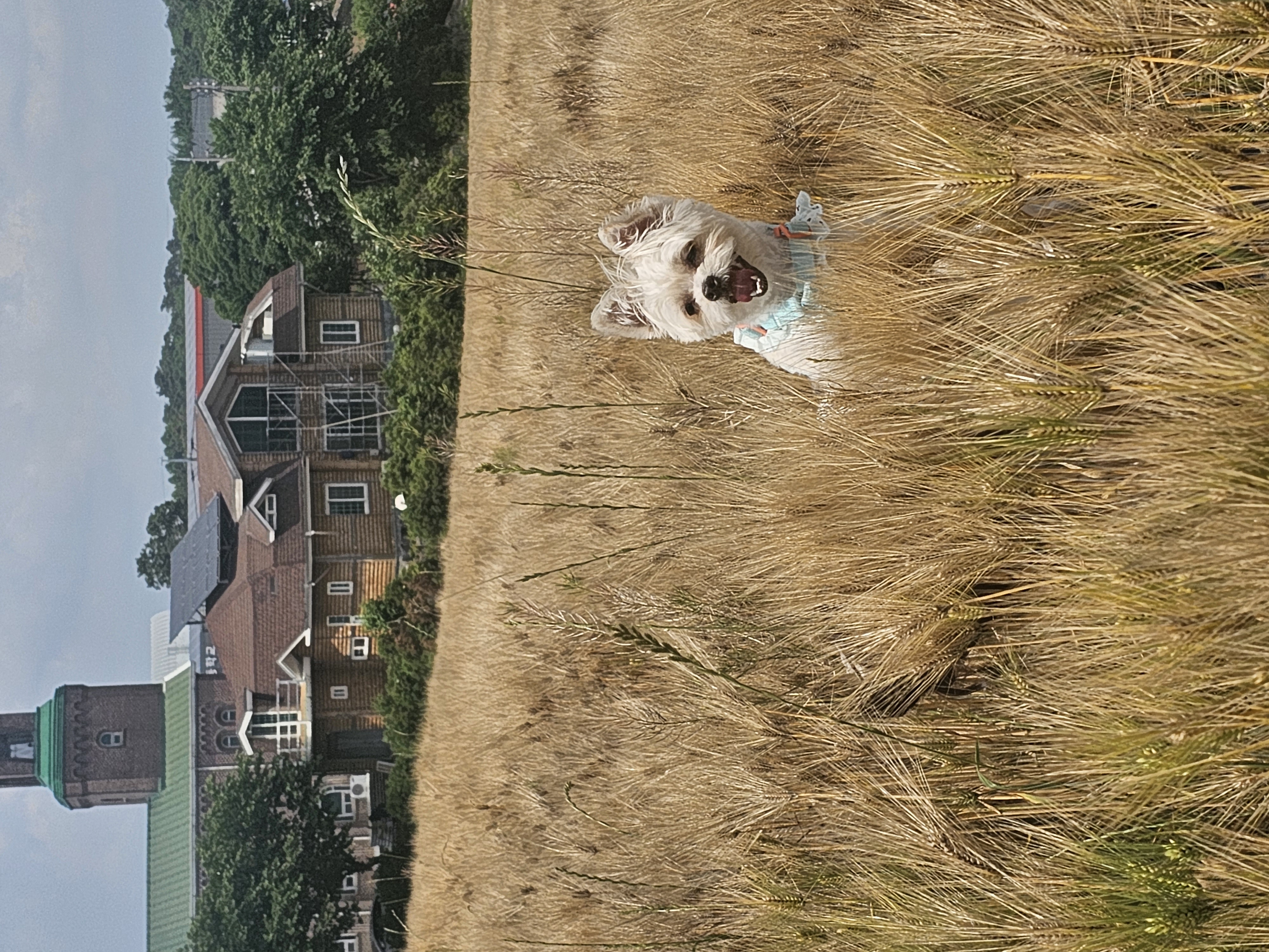 사랑쟁이 두식(엘디) 1년 입양후기