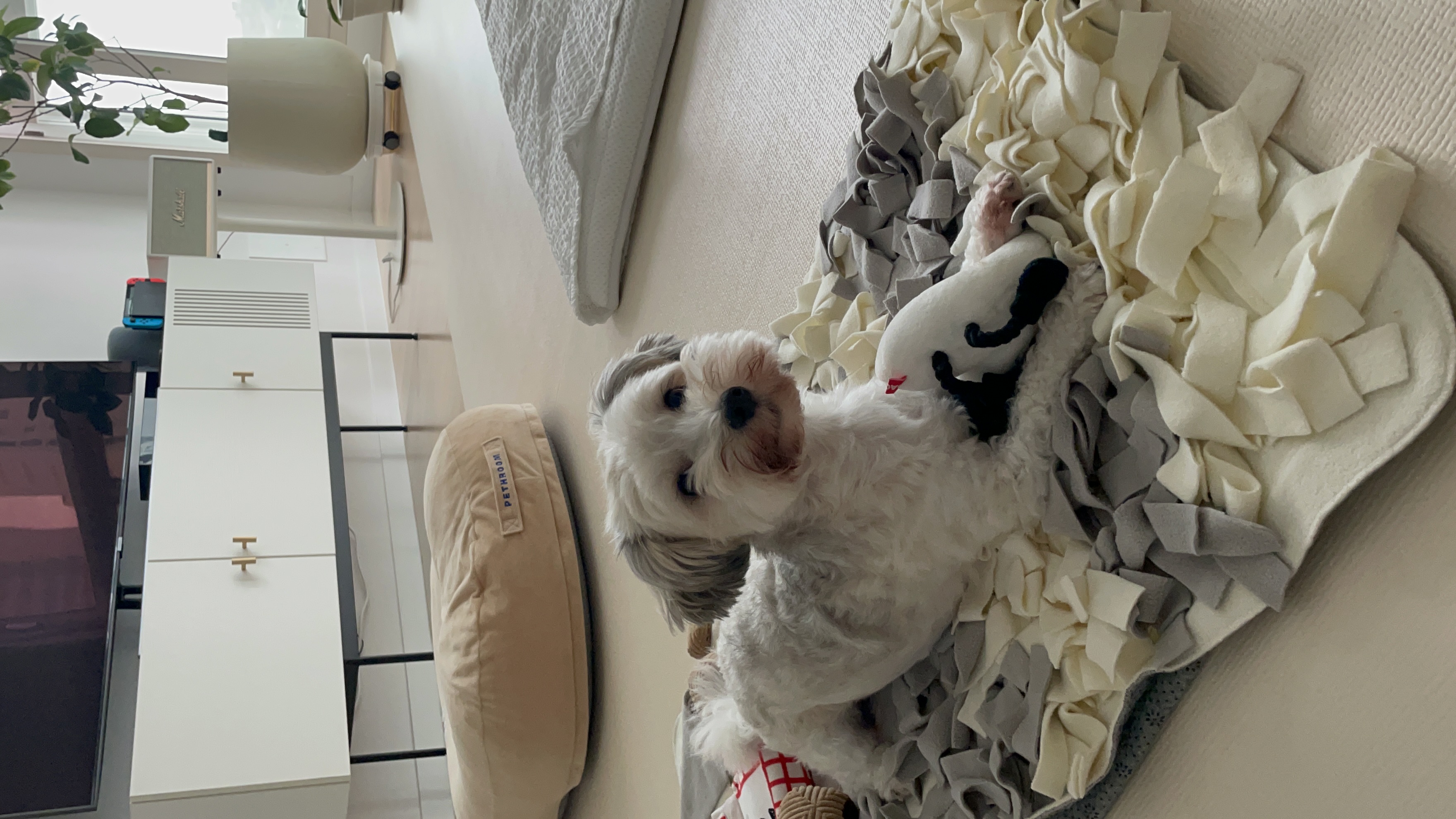 푸딩이 (유달이) 3개월차 후기입니다 :) 