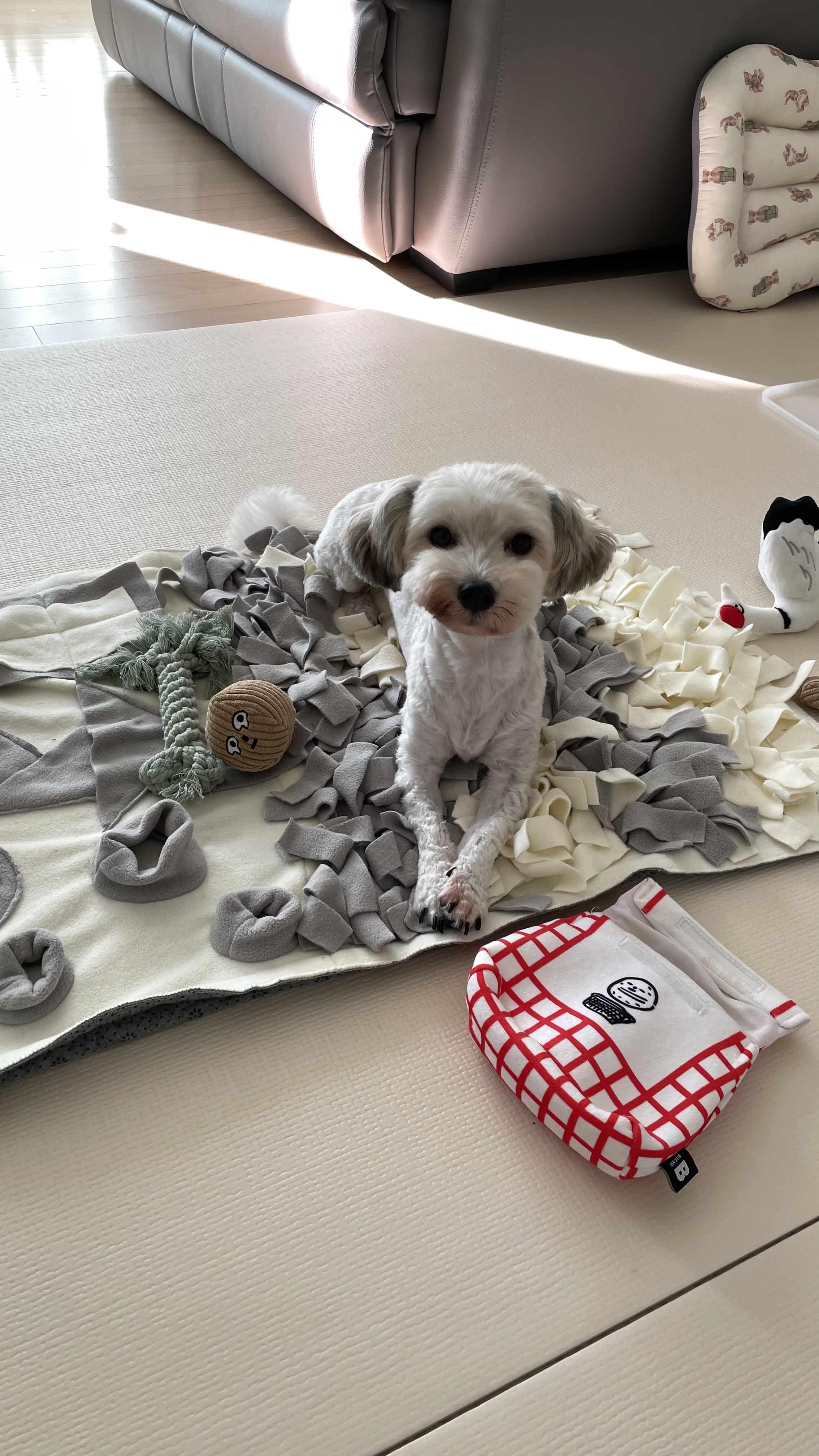 푸딩이 (유달이) 3개월차 후기입니다 :) 