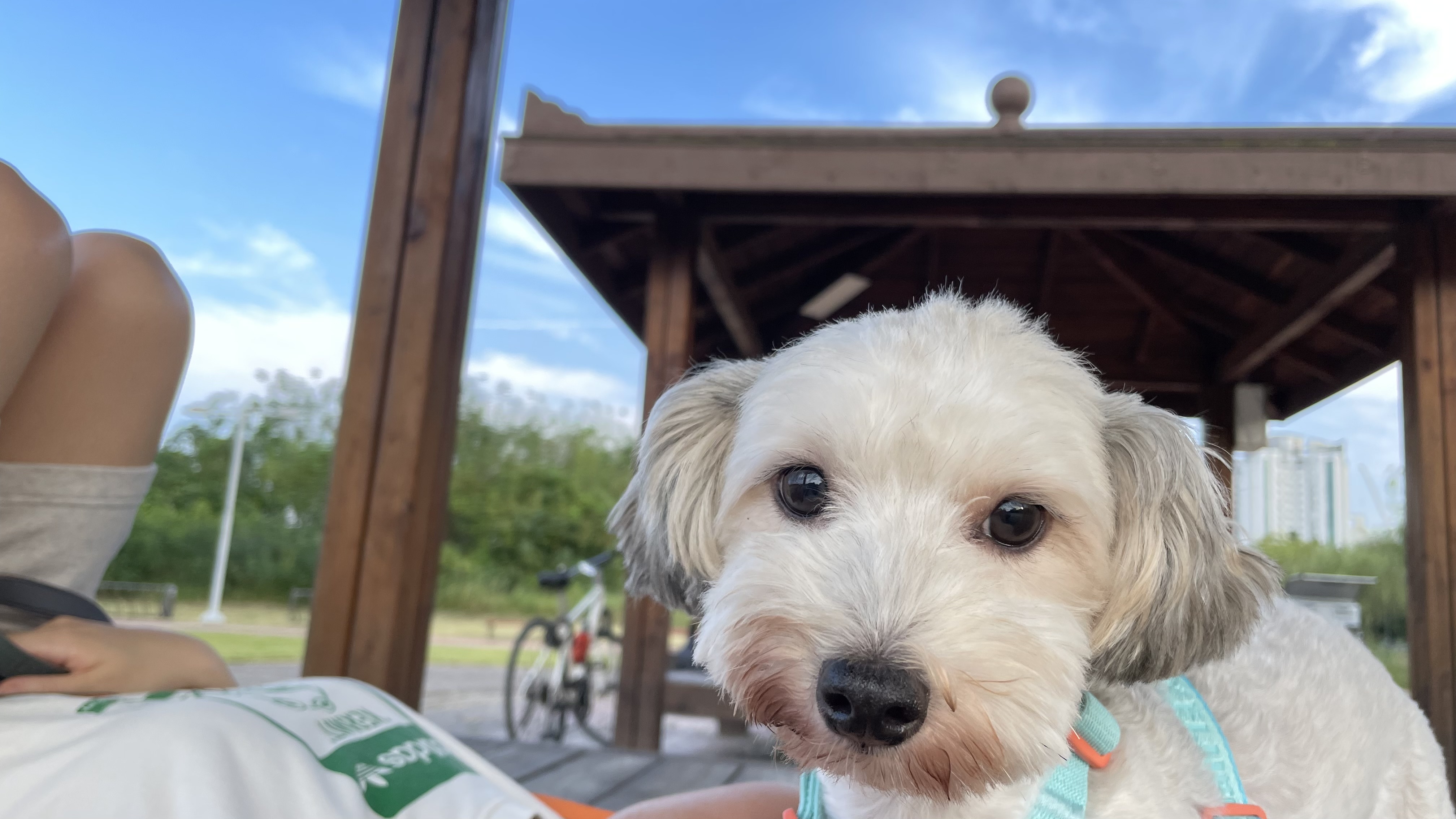 푸딩이 (유달이) 3개월차 후기입니다 :) 