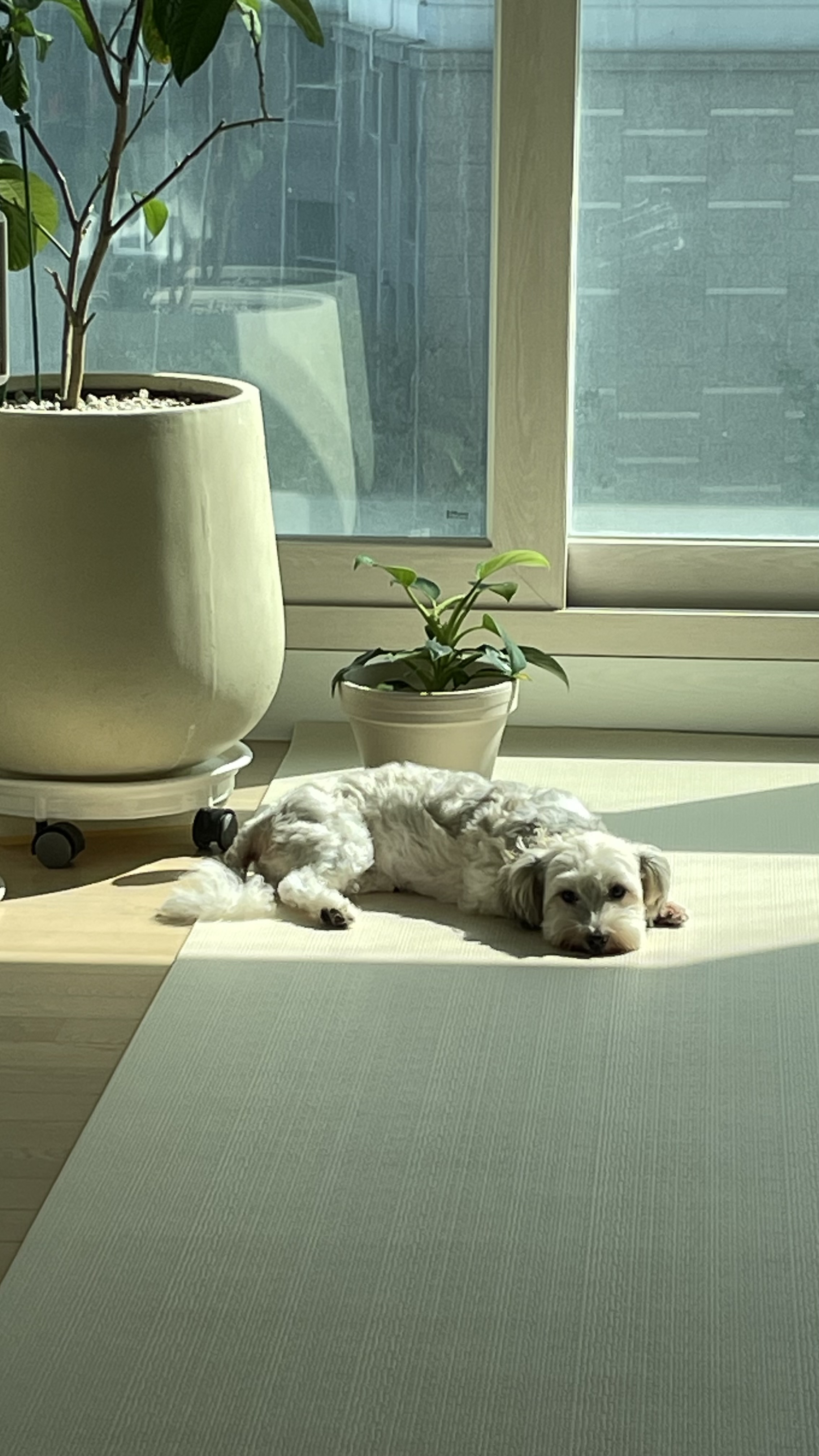 푸딩이 (유달이) 3개월차 후기입니다 :) 