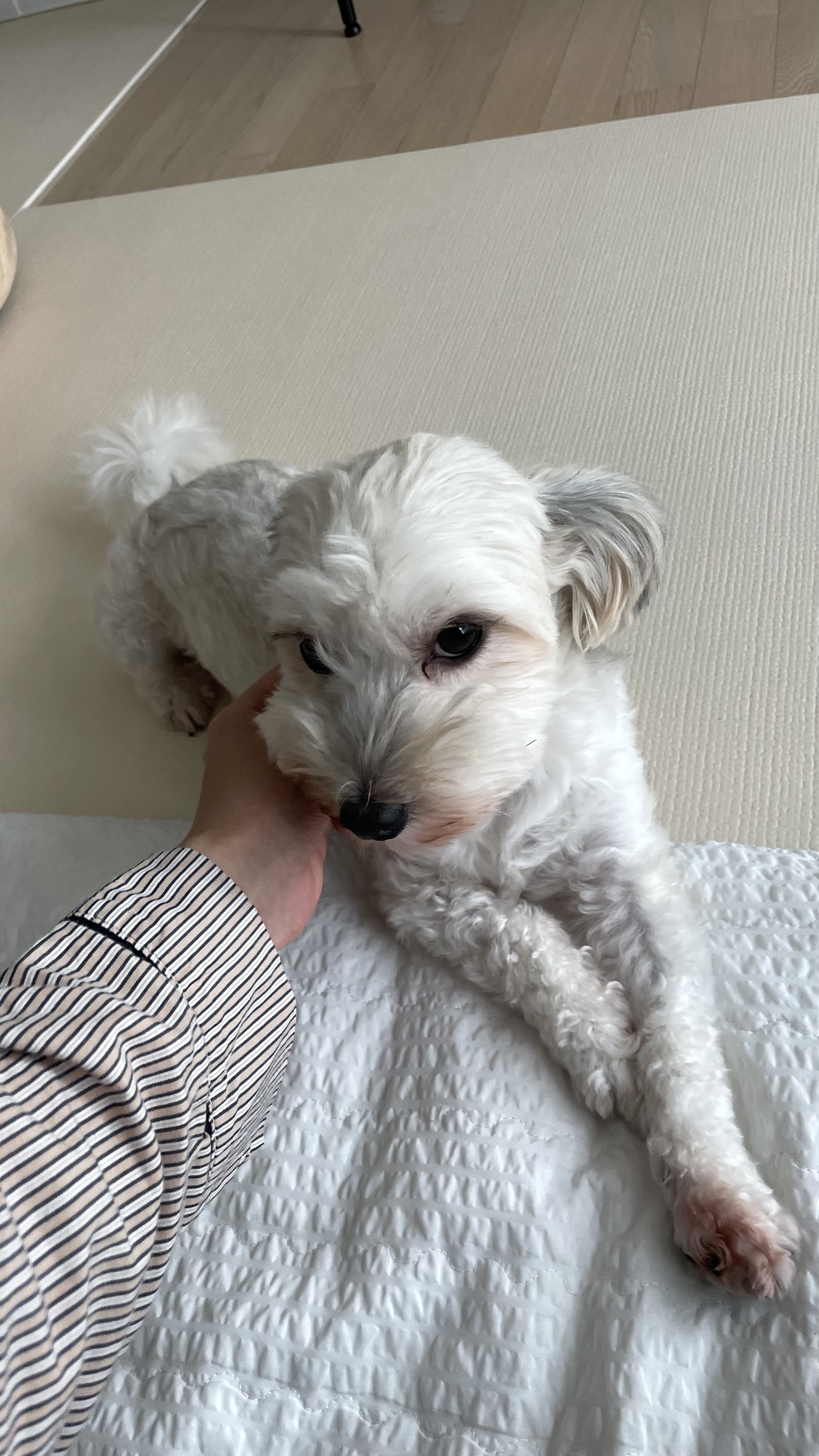 푸딩이 (유달이) 3개월차 후기입니다 :) 