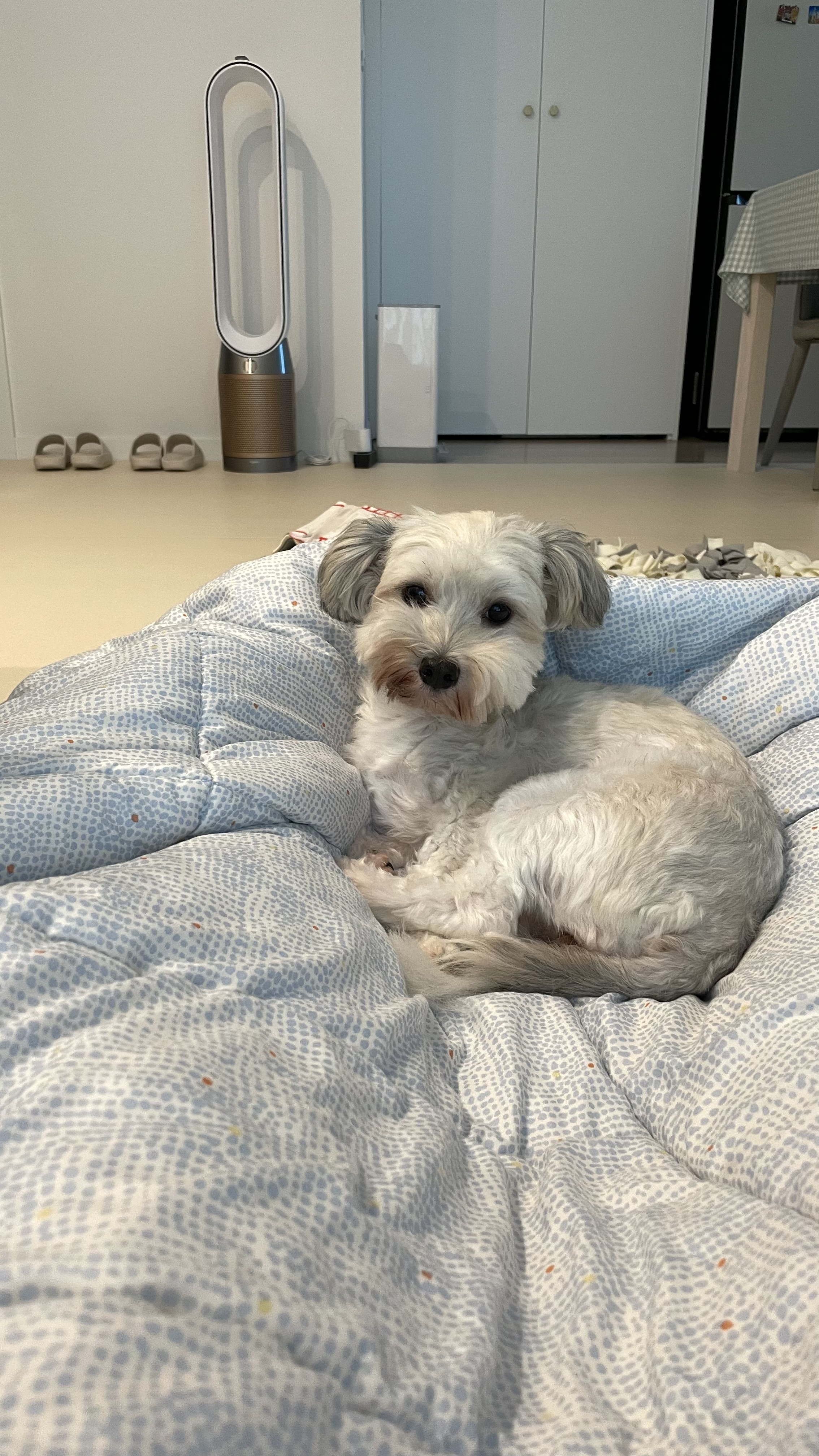 푸딩이 (유달이) 3개월차 후기입니다 :) 