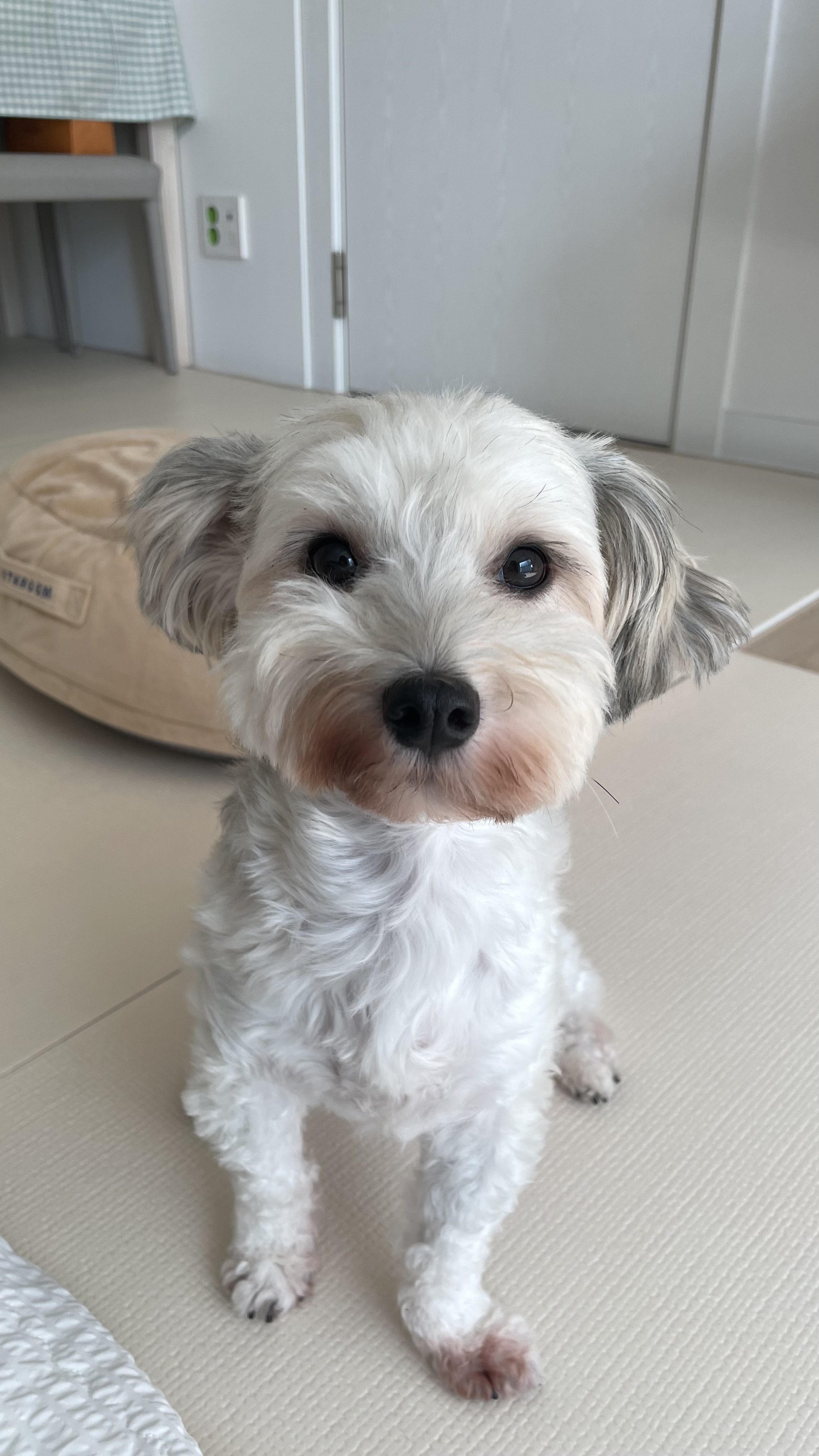 푸딩이 (유달이) 3개월차 후기입니다 :) 