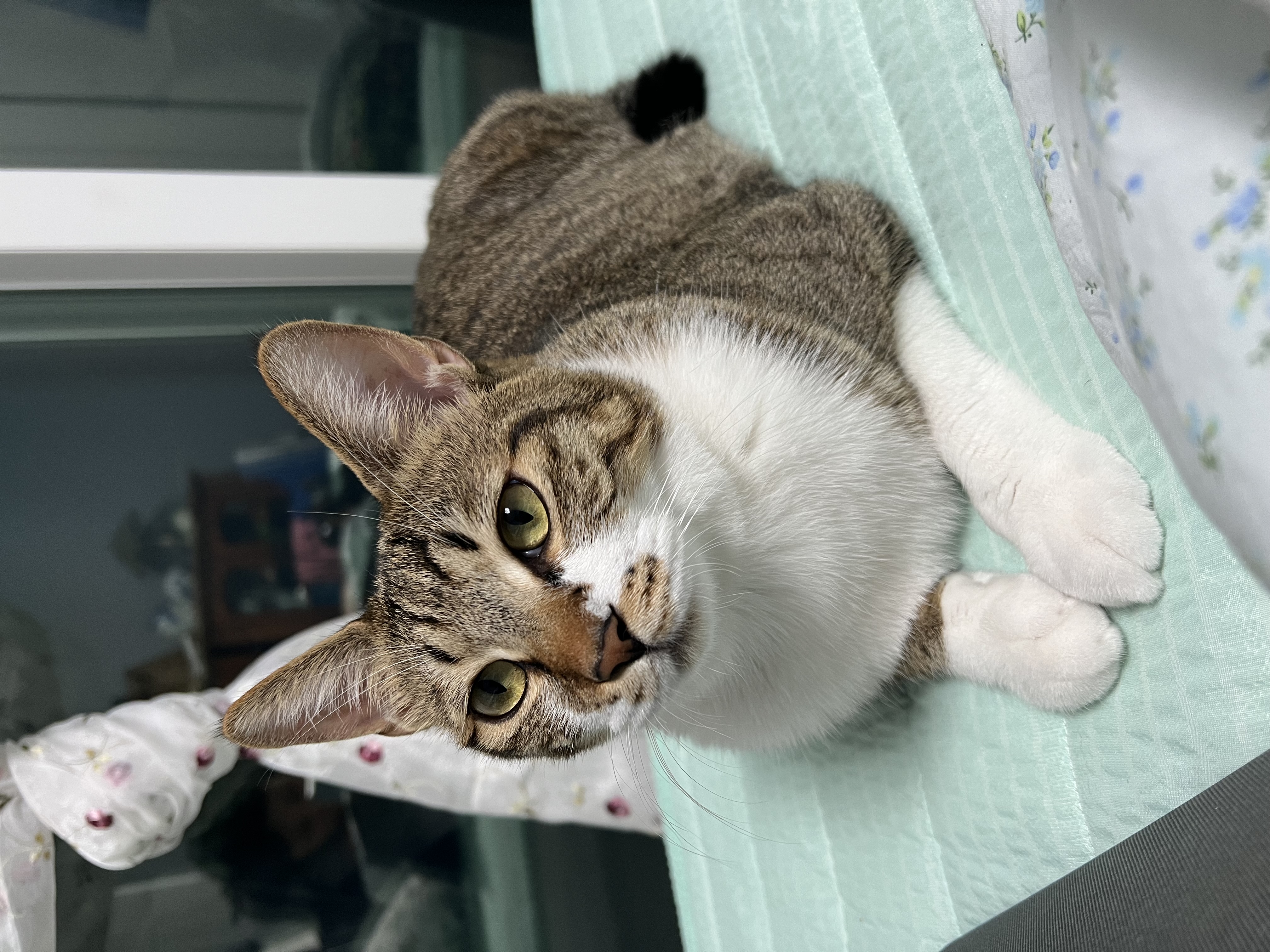 타바사(구 트윙클) 근황입니다❤️