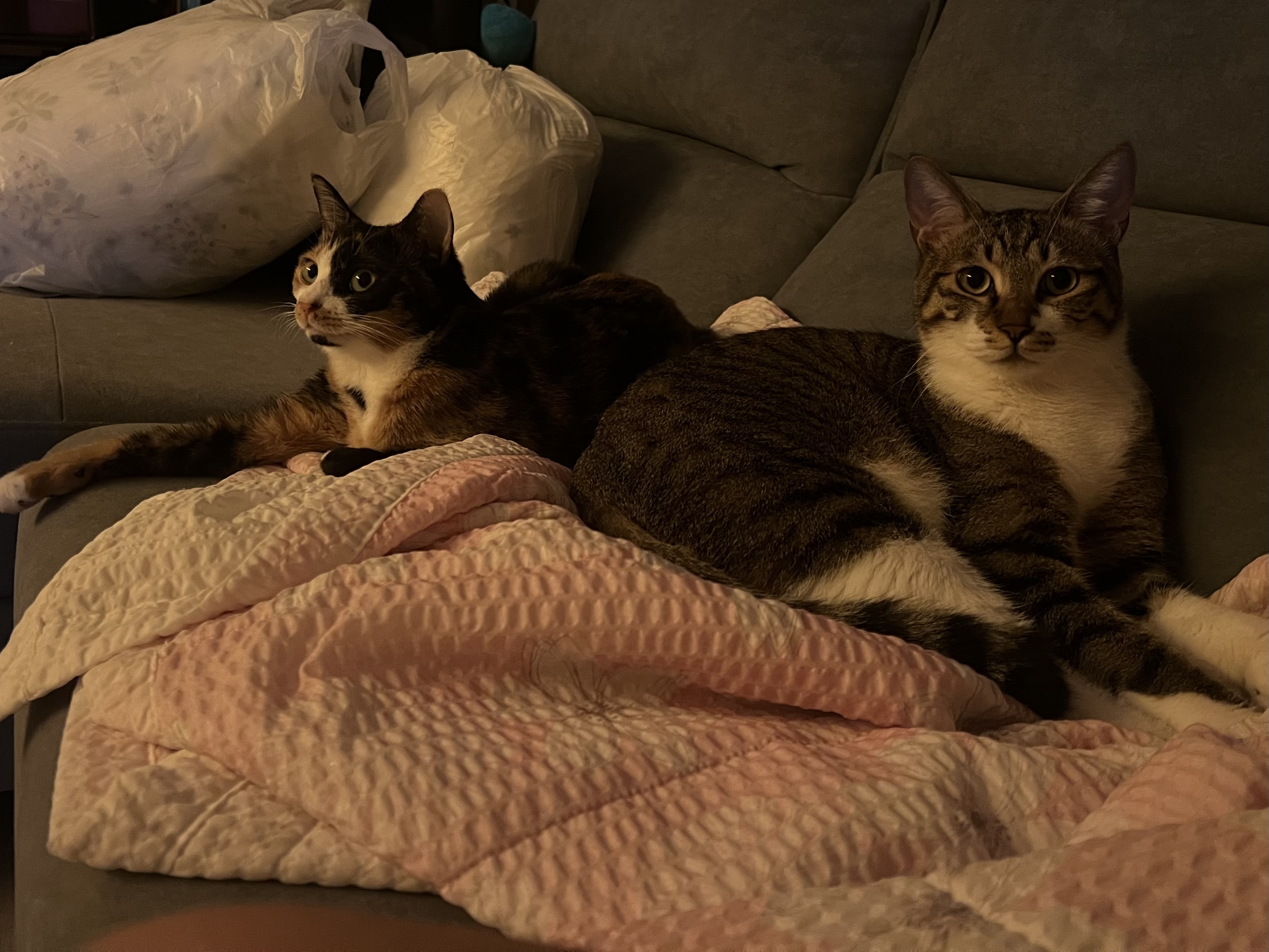 타바사(구 트윙클) 근황입니다❤️