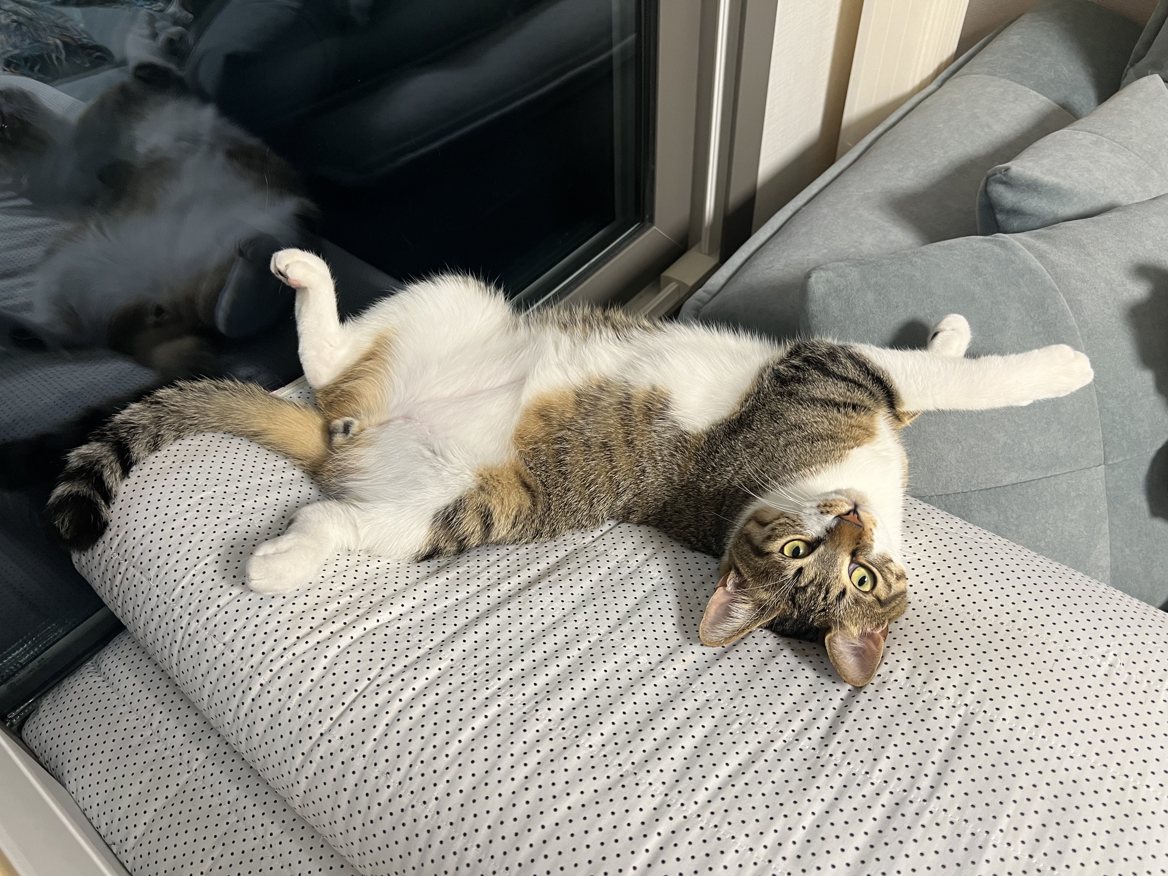 타바사(구 트윙클) 근황입니다❤️