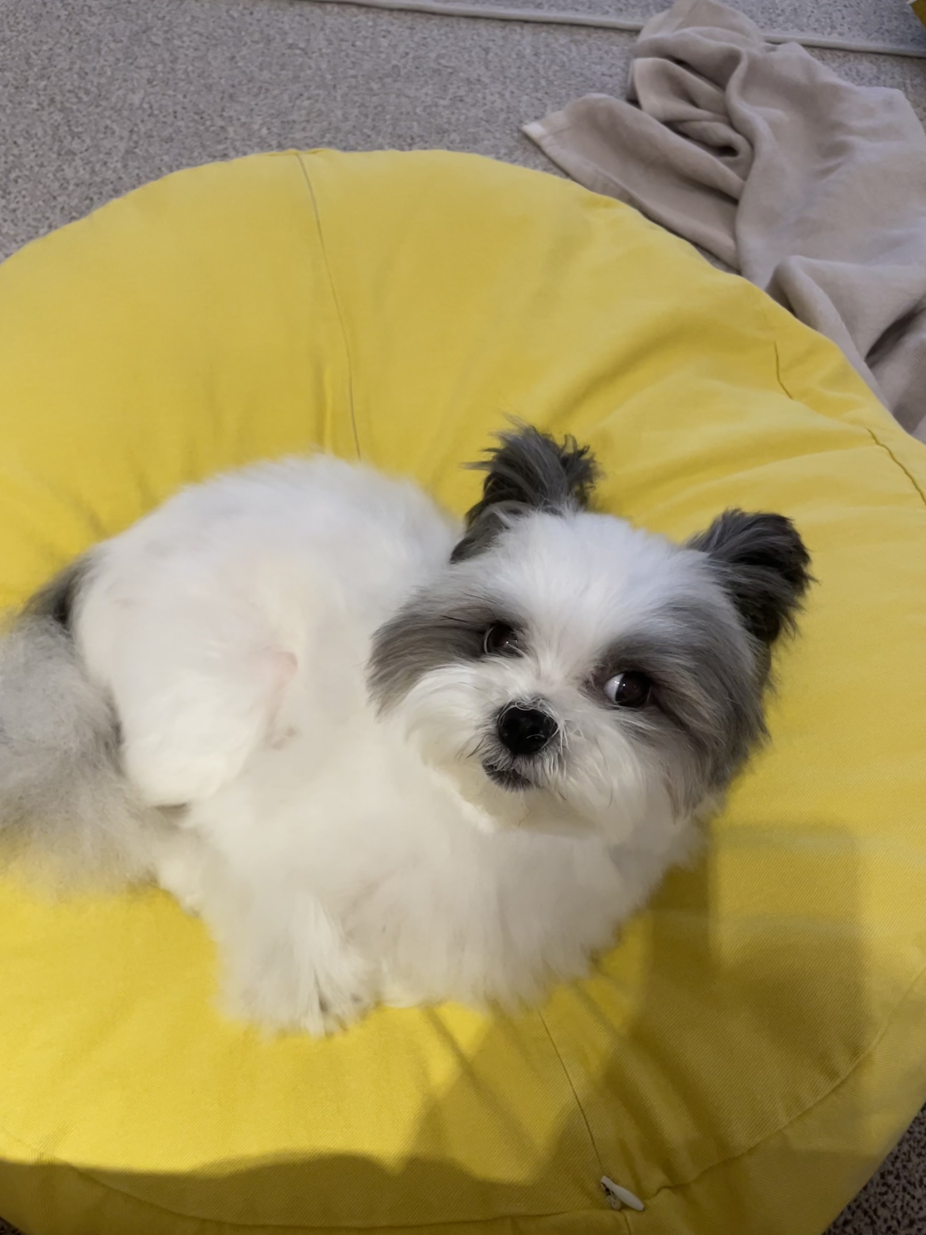 아산구조견 아뭉이 일년 이야기