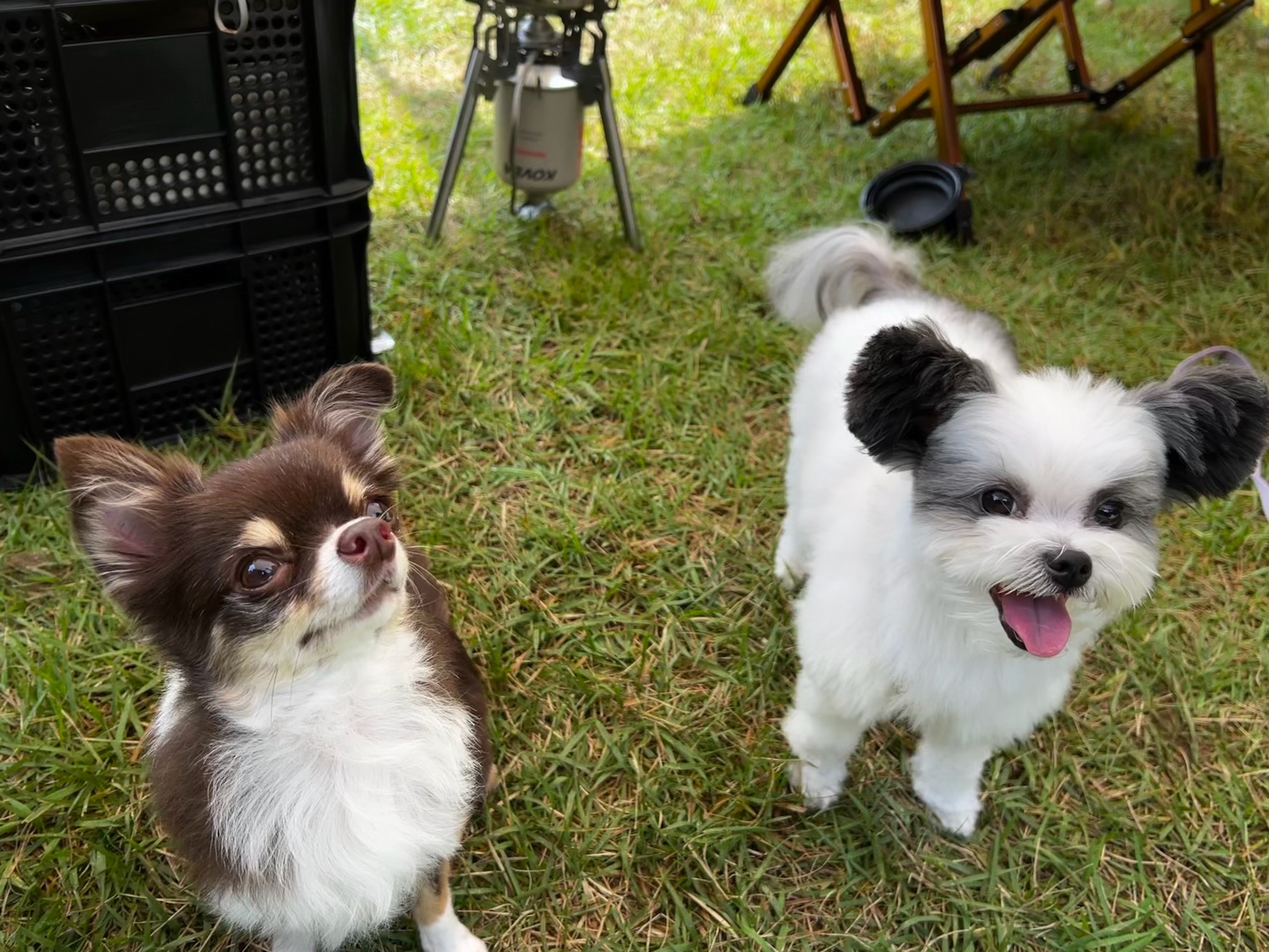 아산구조견 아뭉이 일년 이야기