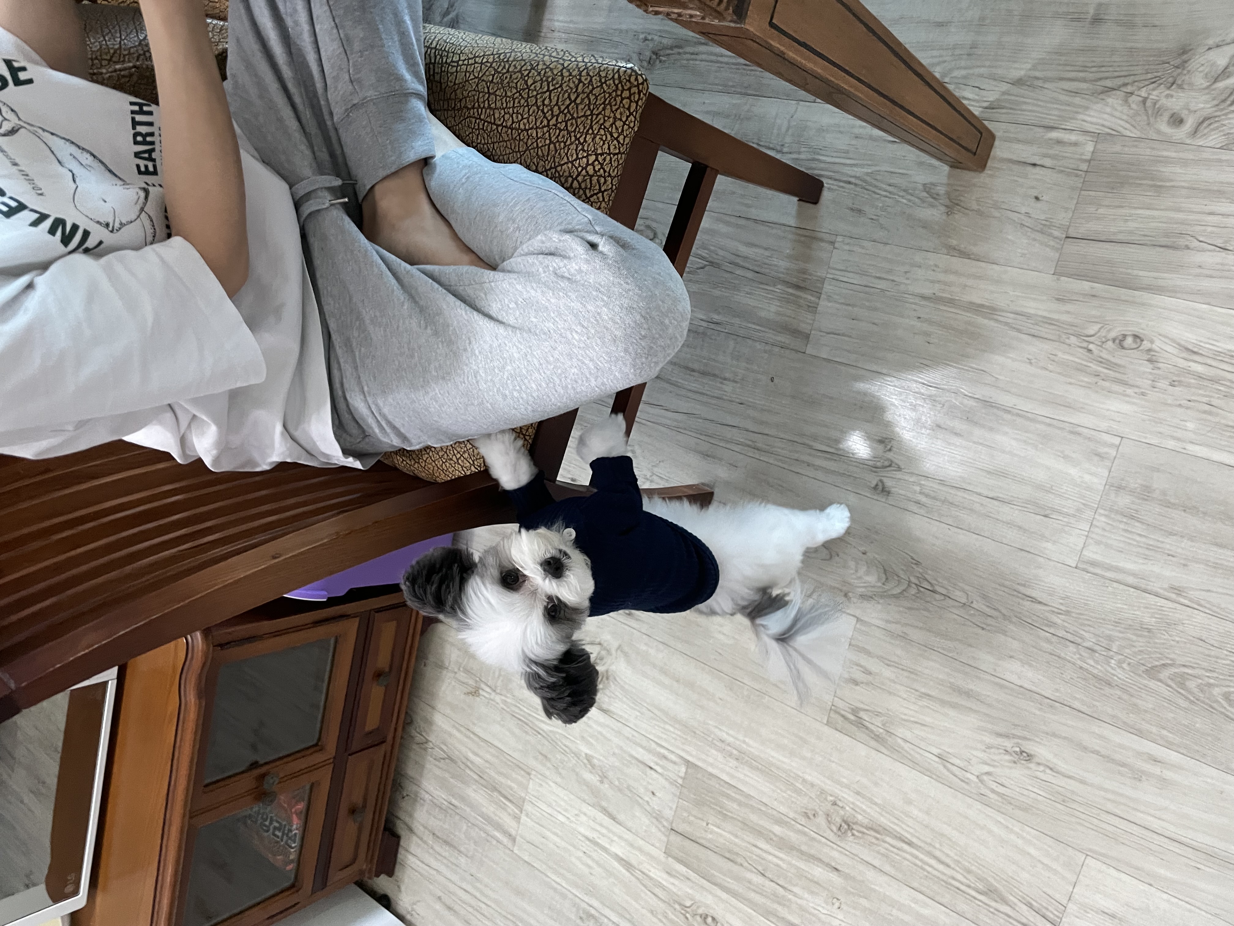 아산구조견 아뭉이 일년 이야기