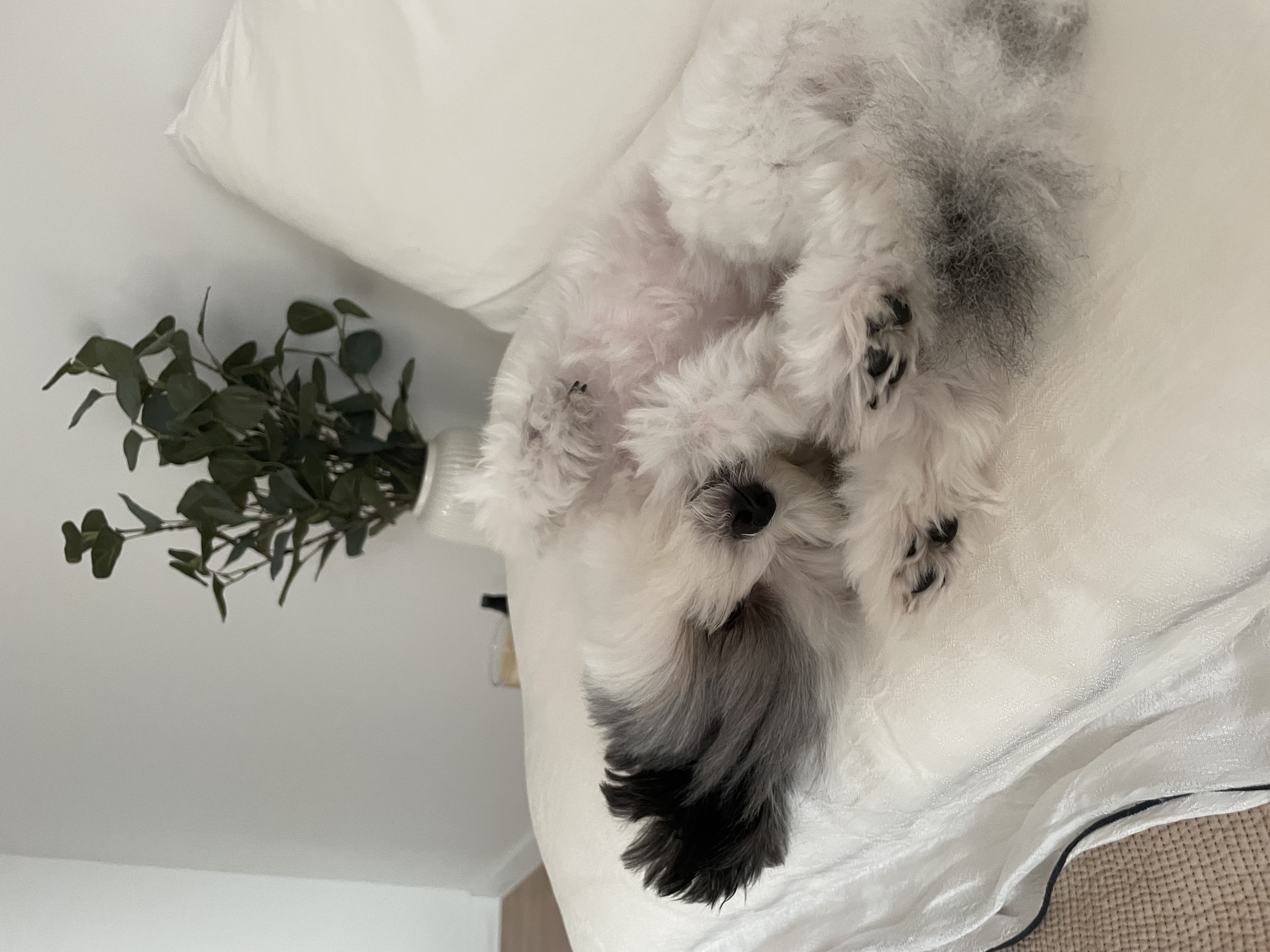 아산구조견 아뭉이 일년 이야기