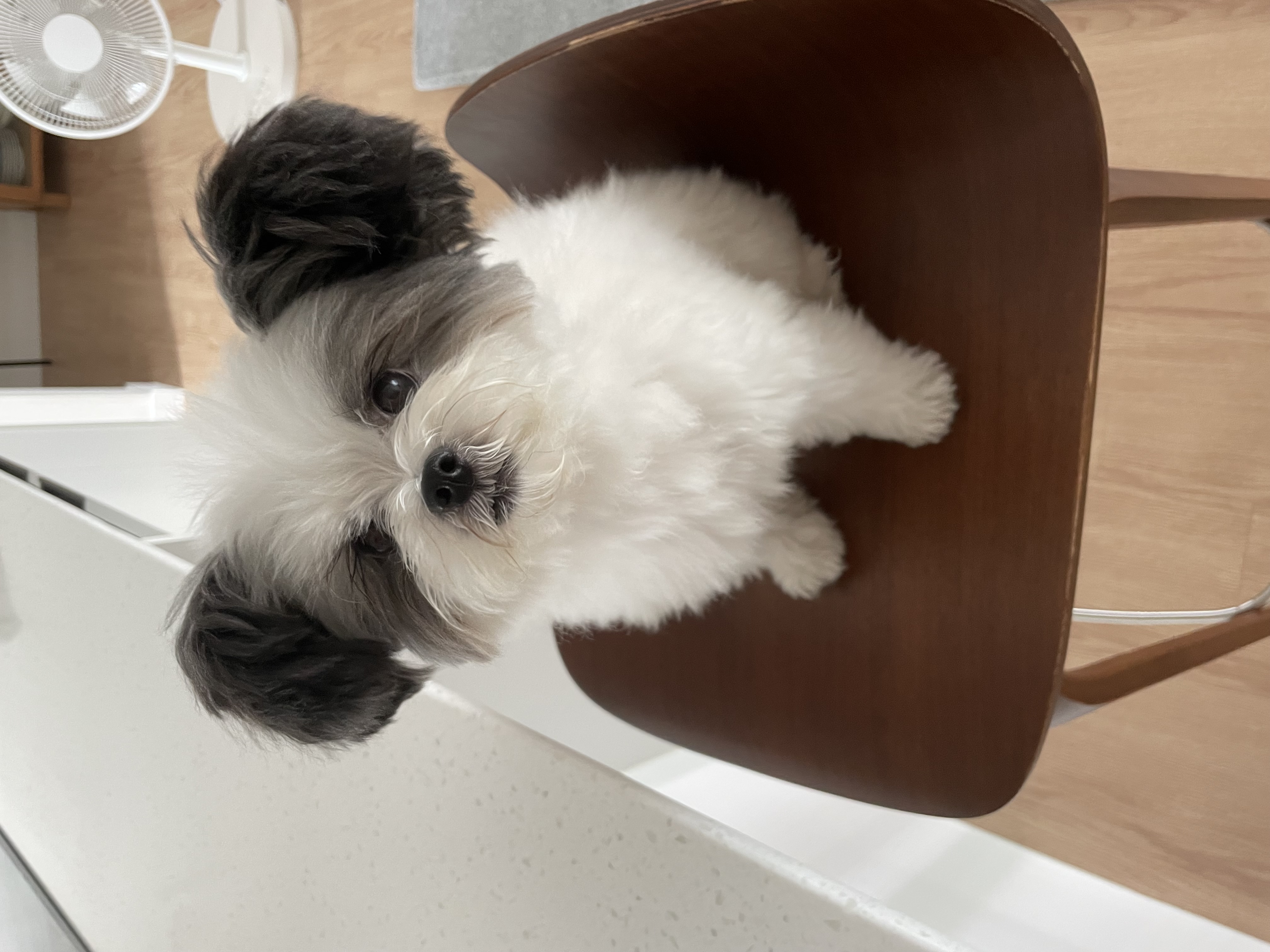 아산구조견 아뭉이 일년 이야기