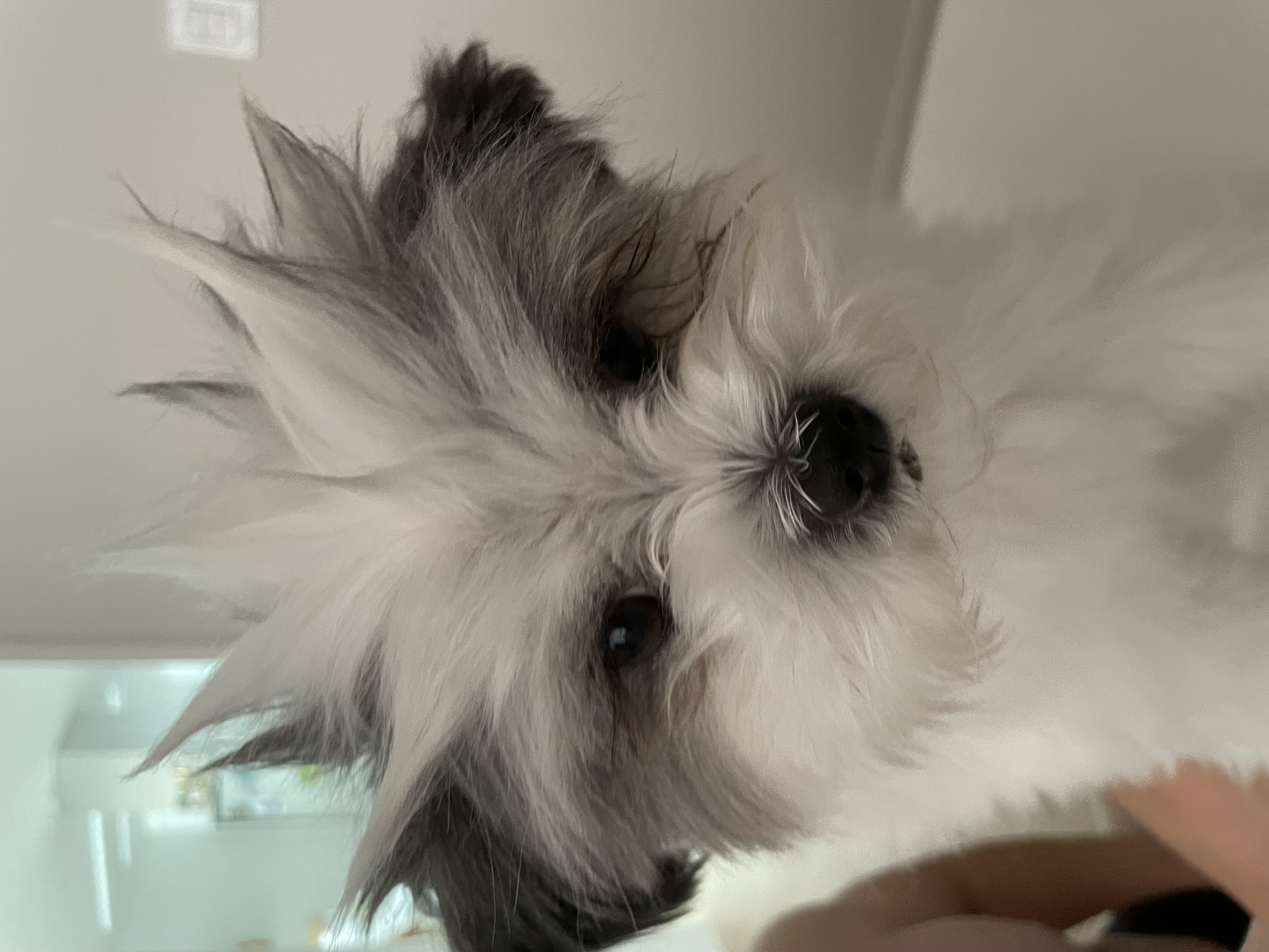 아산구조견 아뭉이 일년 이야기