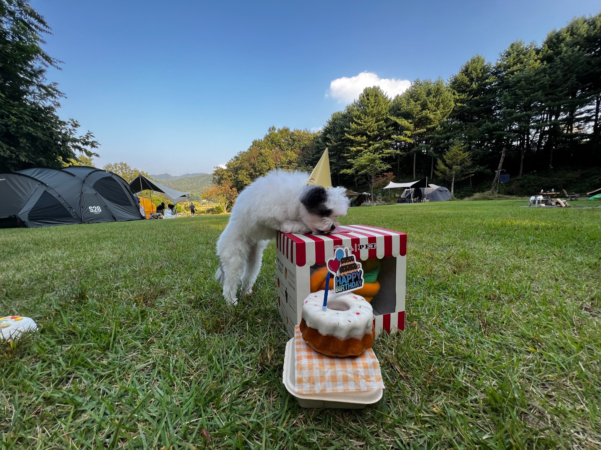 아산구조견 아뭉이 일년 이야기