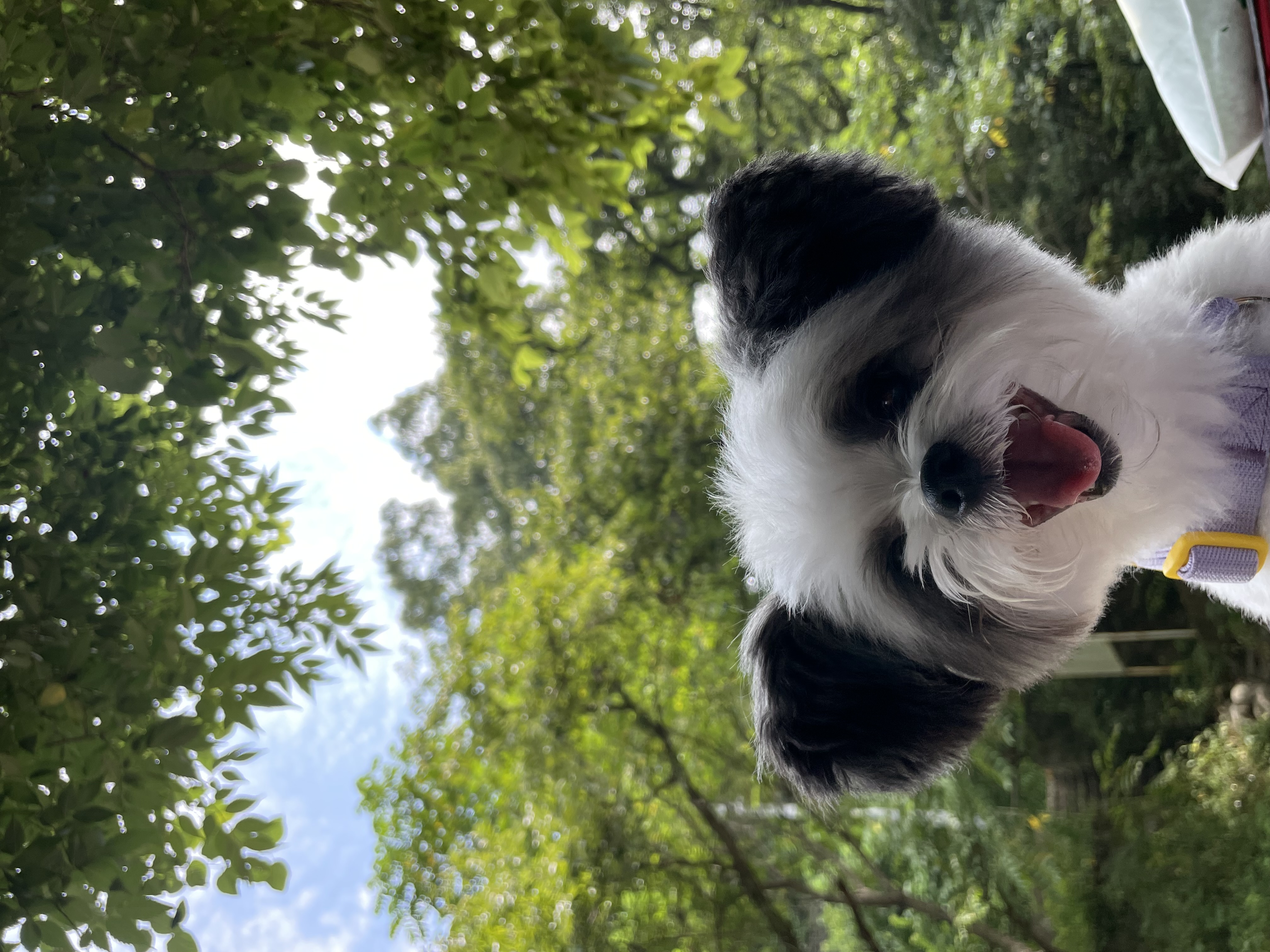 아산구조견 아뭉이 일년 이야기