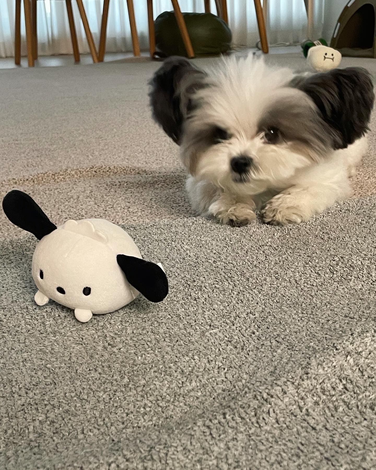 아산구조견 아뭉이 일년 이야기