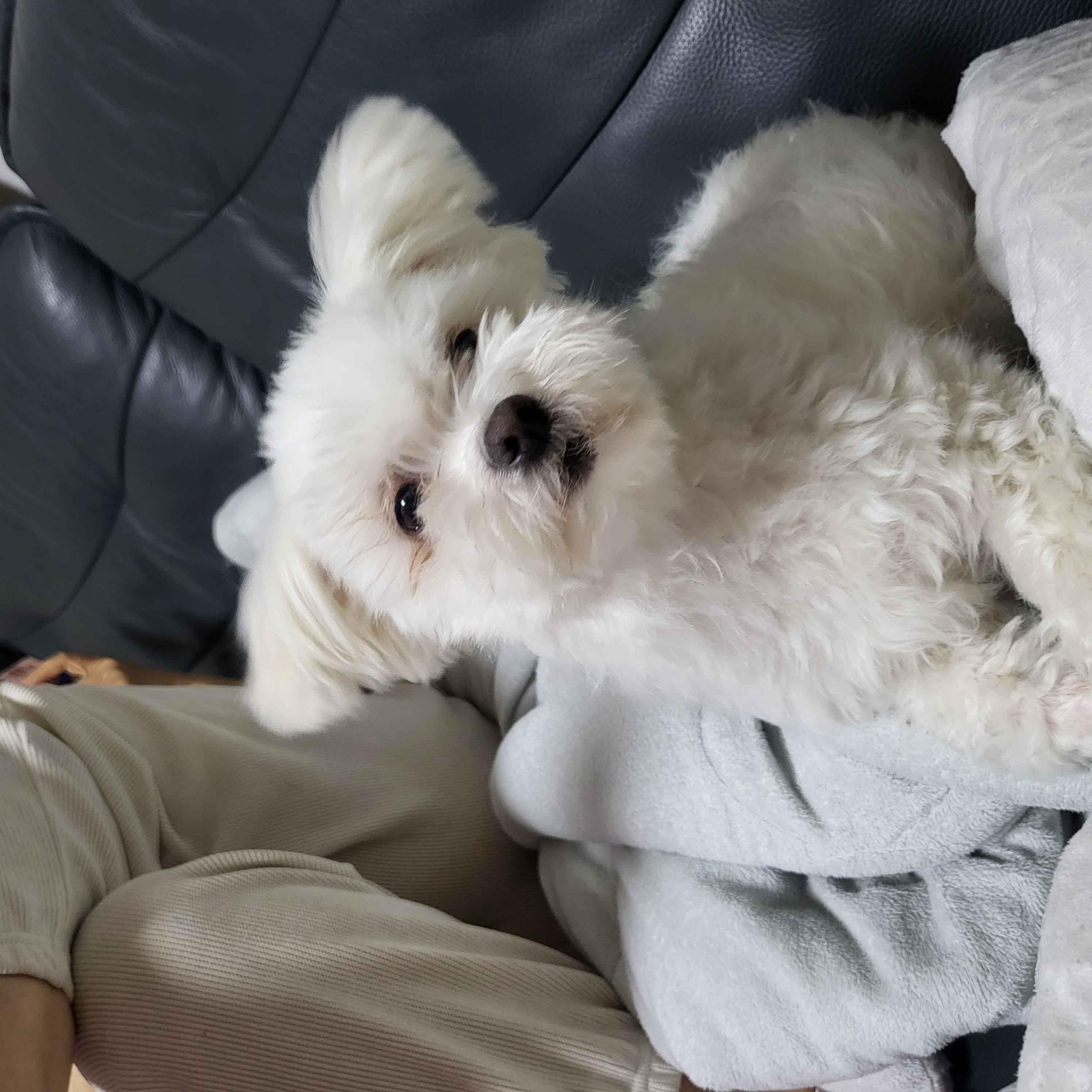 포오(현 배추) 입양 후 약 1년