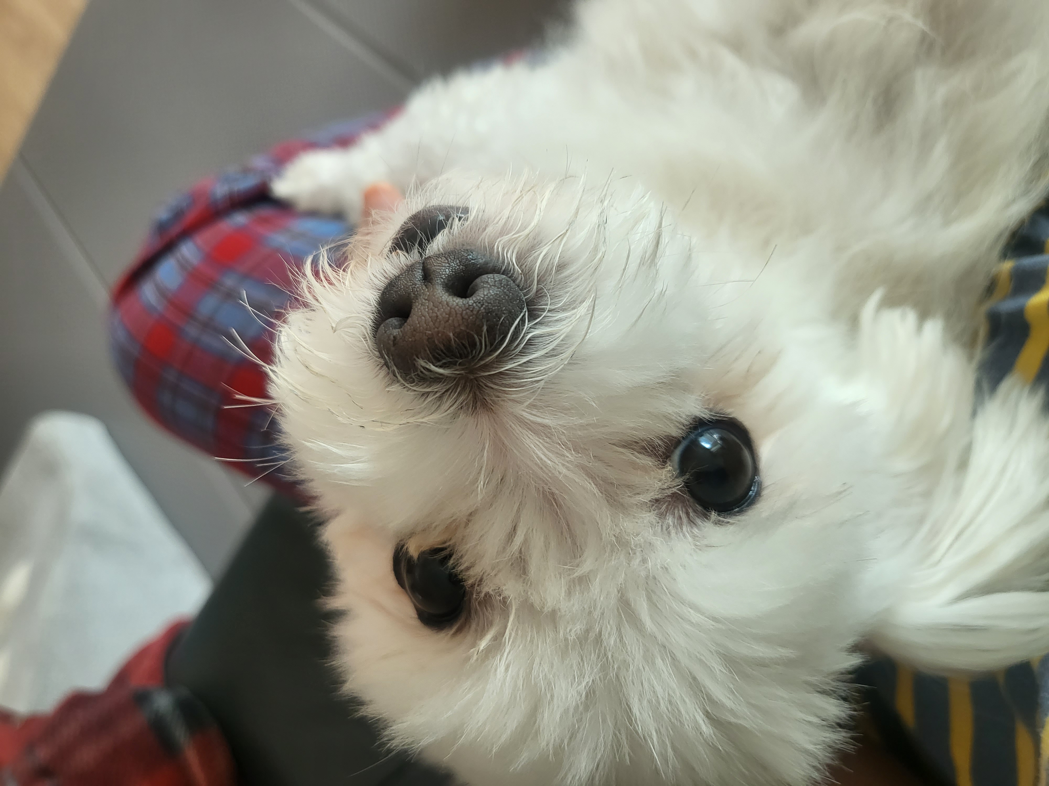 포오(현 배추) 입양 후 약 1년