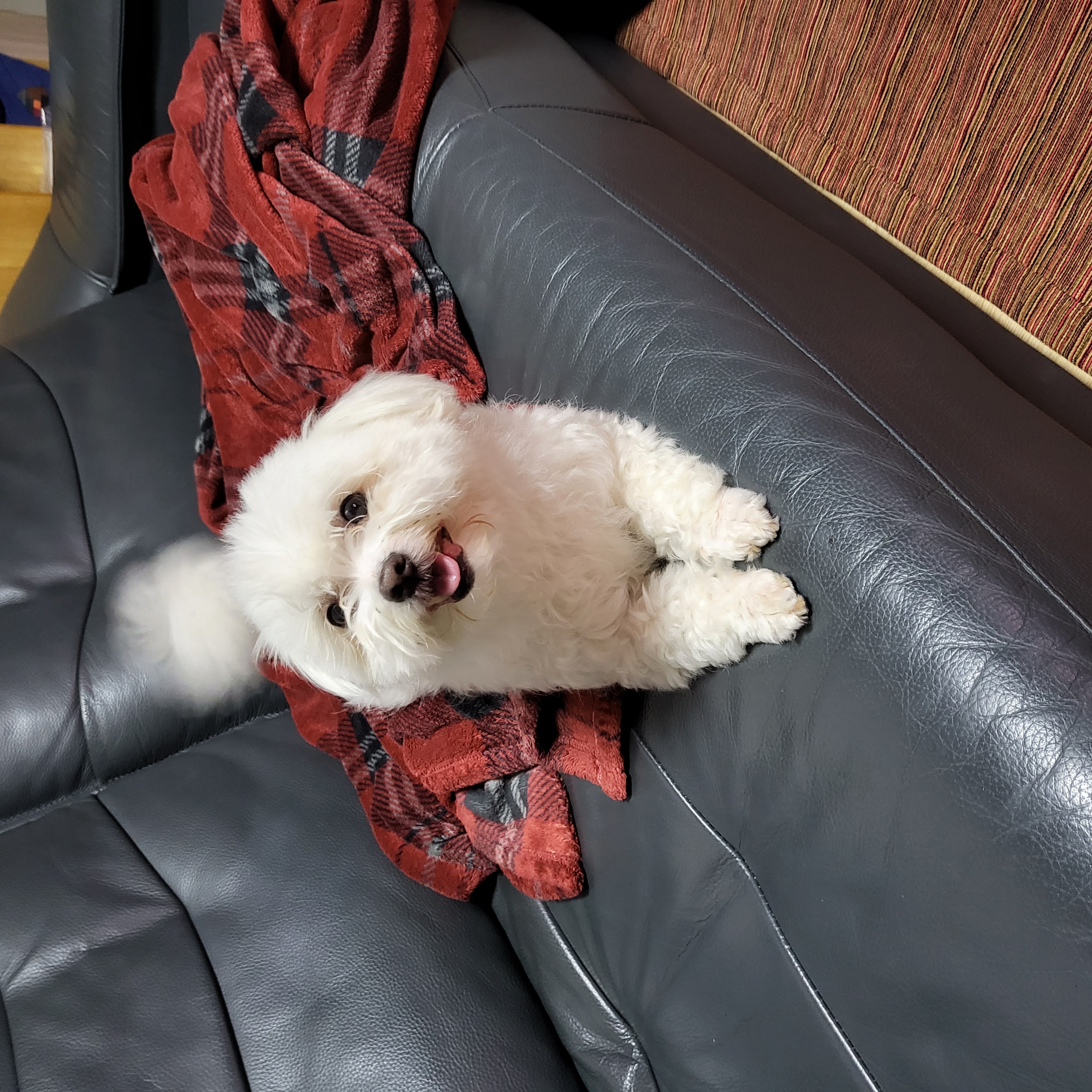 포오(현 배추) 입양 후 약 1년