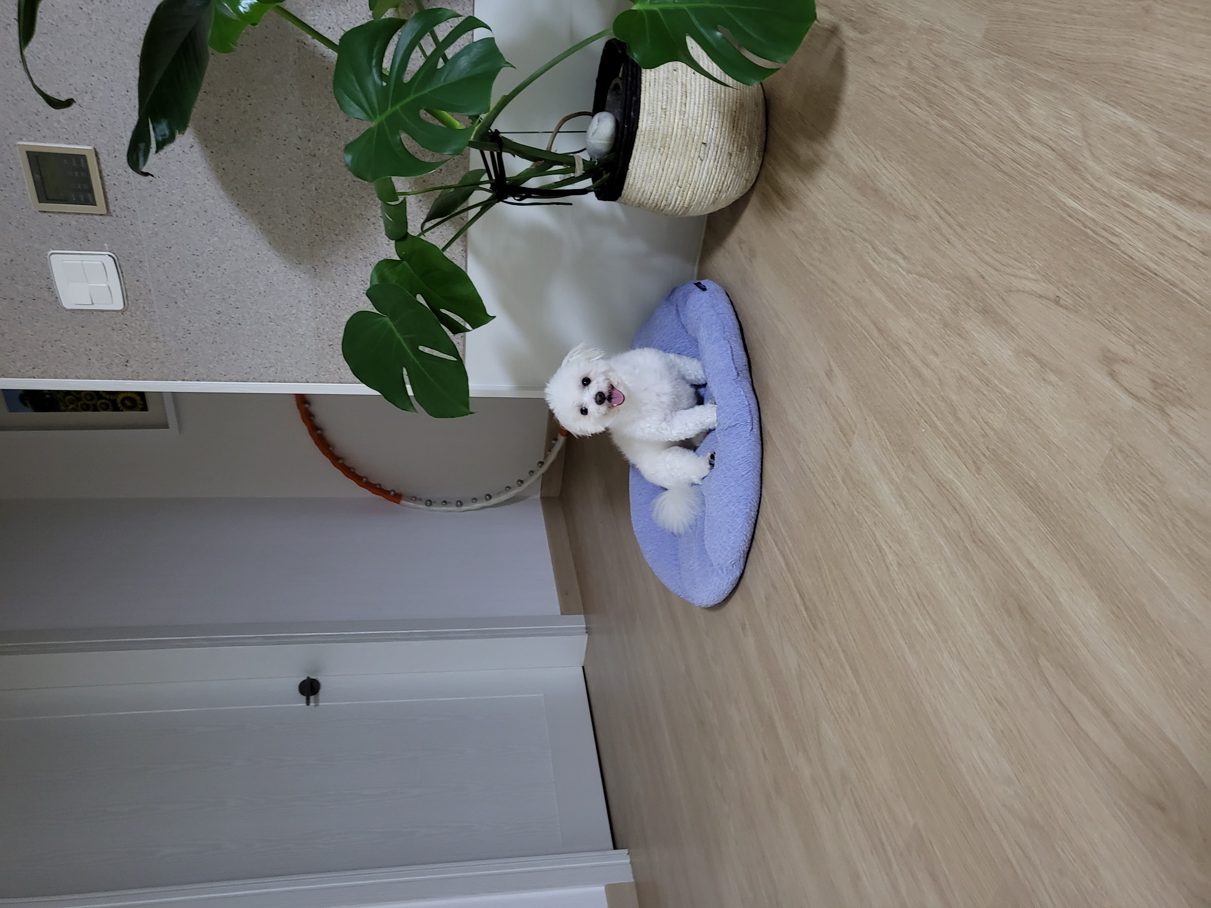 포오(현 배추) 입양 후 약 1년