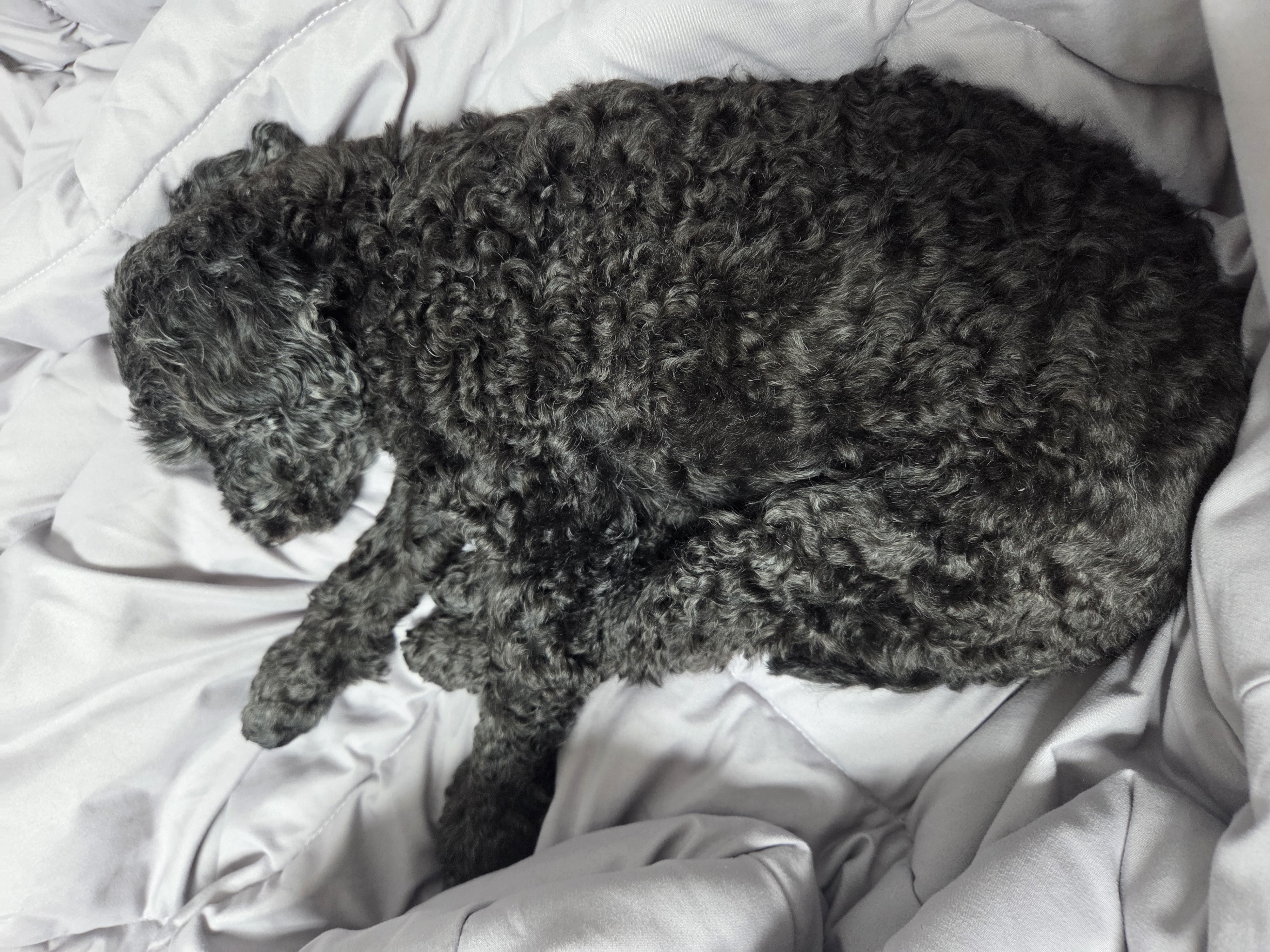 콩이(달튼) 입양 한 달 차