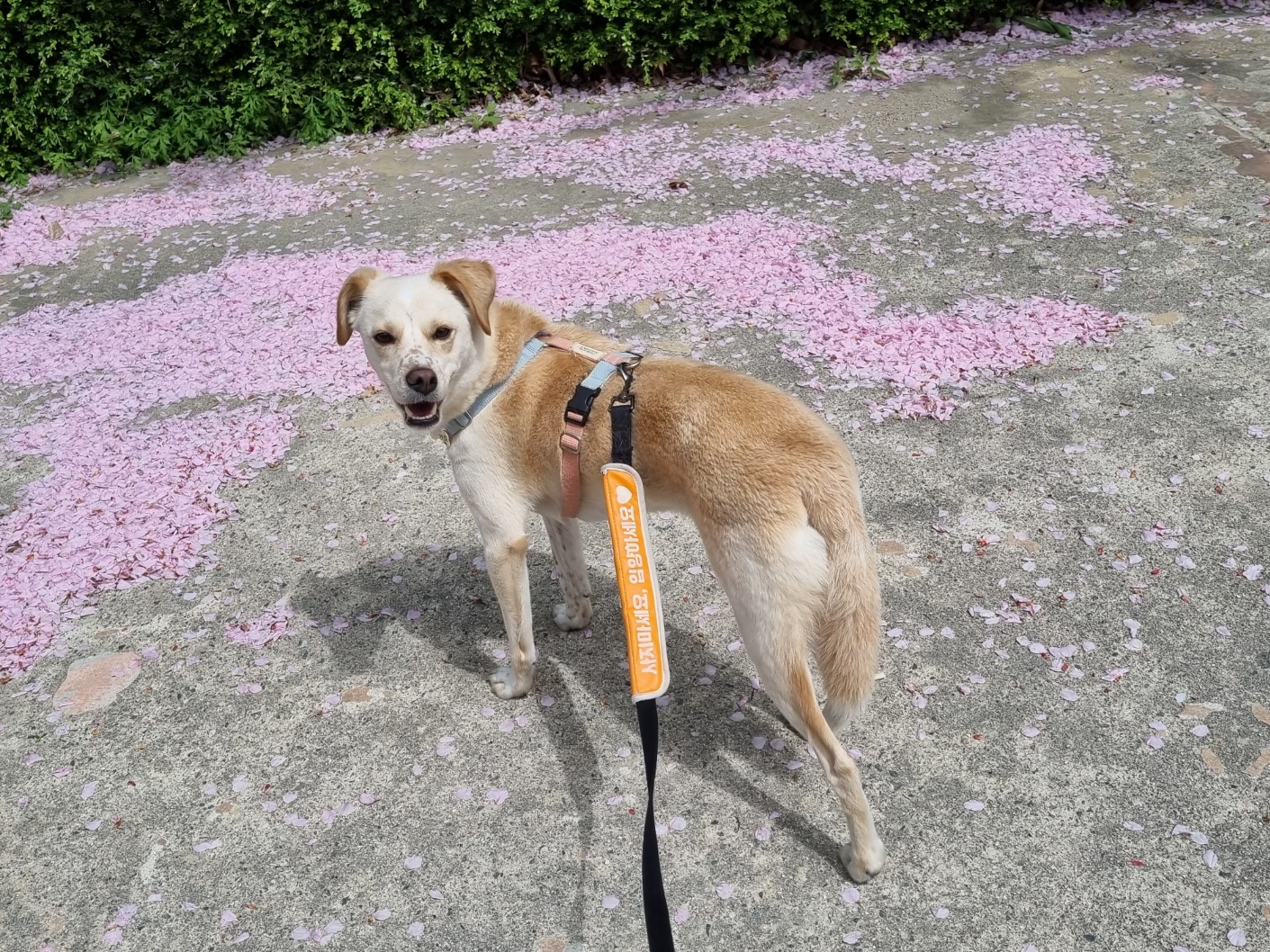 구 멍구 현 아토 집에 온 지 3년!!