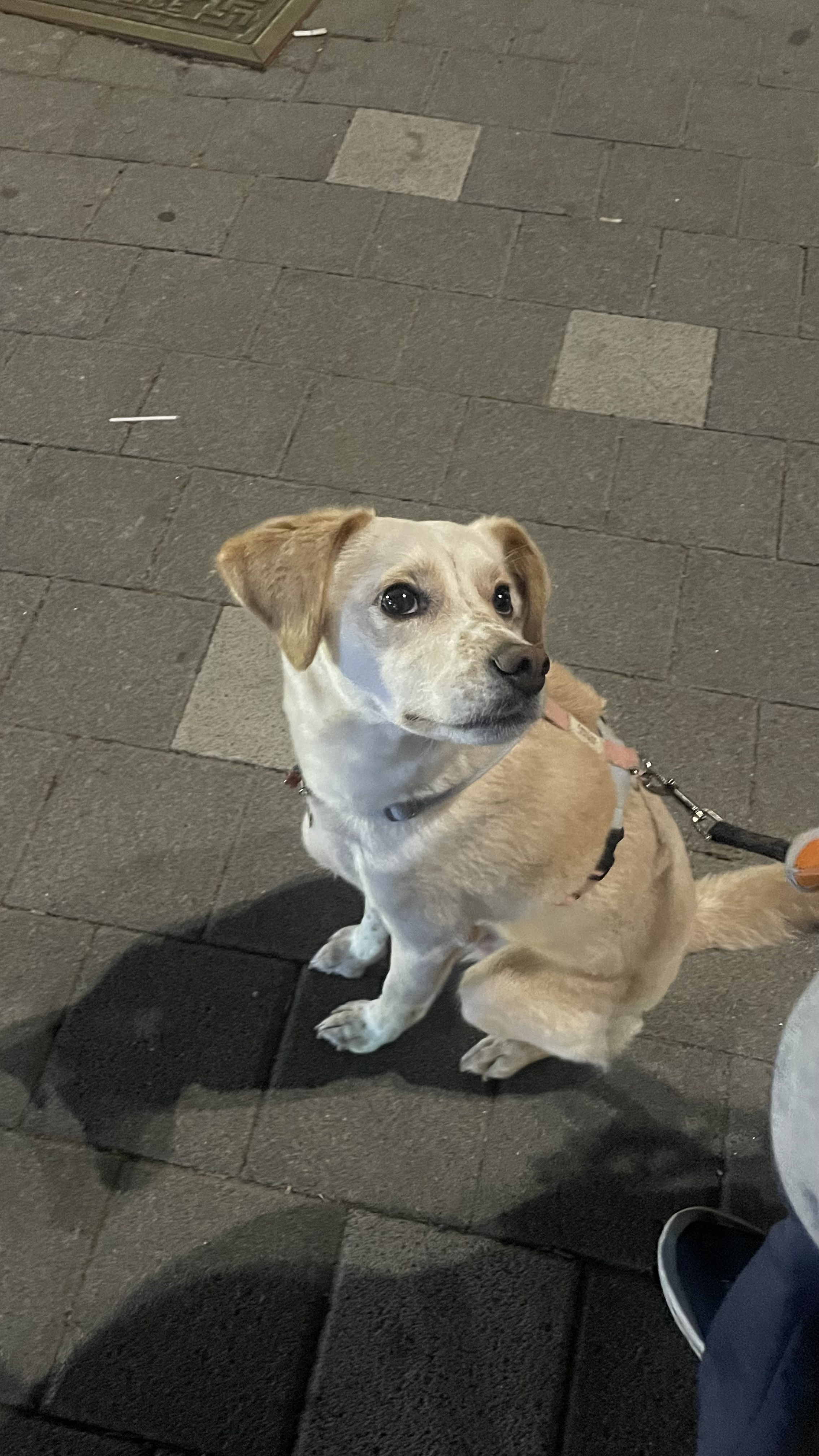 구 멍구 현 아토 집에 온 지 3년!!