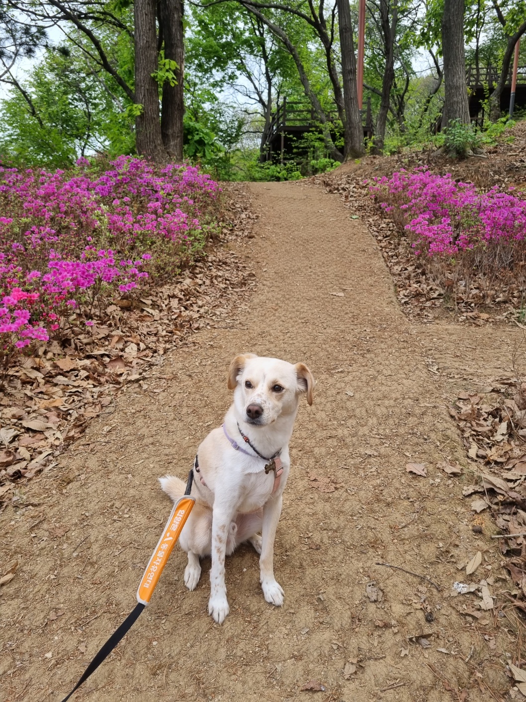 구 멍구 현 아토 집에 온 지 3년!!