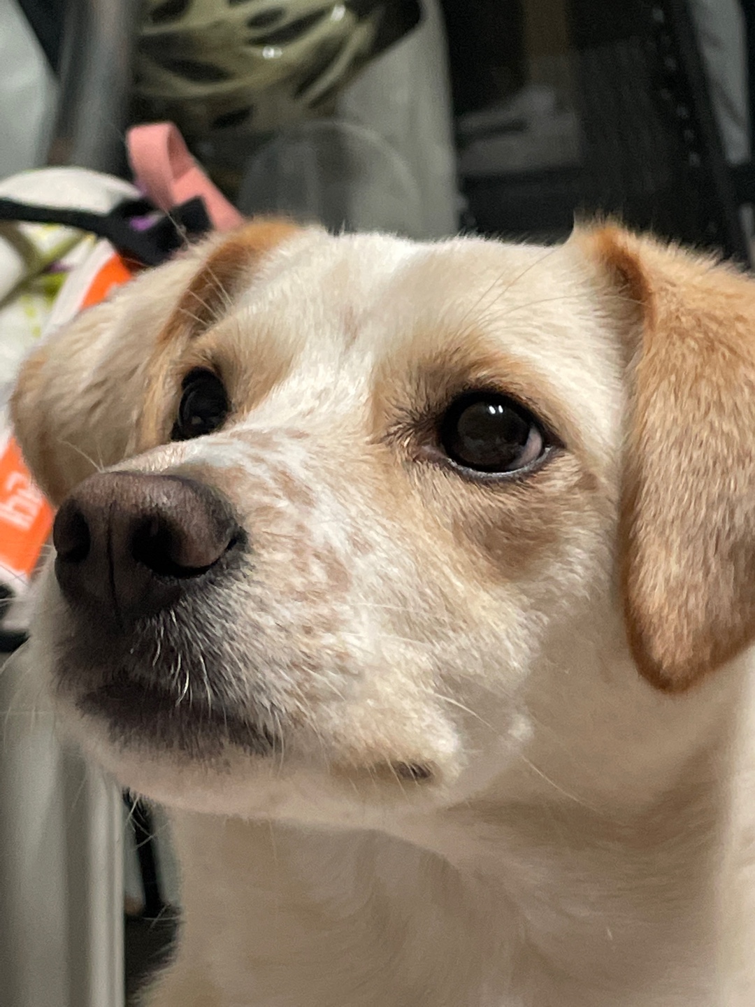 구 멍구 현 아토 집에 온 지 3년!!