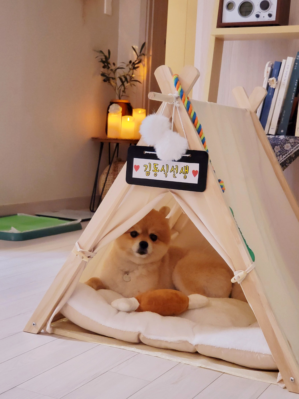 뽀심이(동식이) 입양 후 3개월차 후기입니다