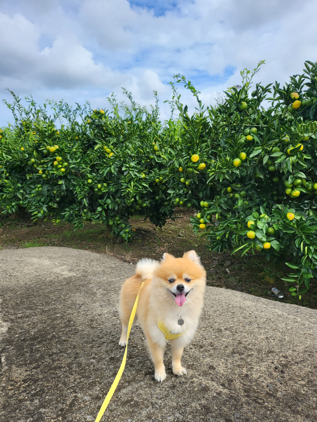 뽀심이(동식이) 입양 후 3개월차 후기입니다