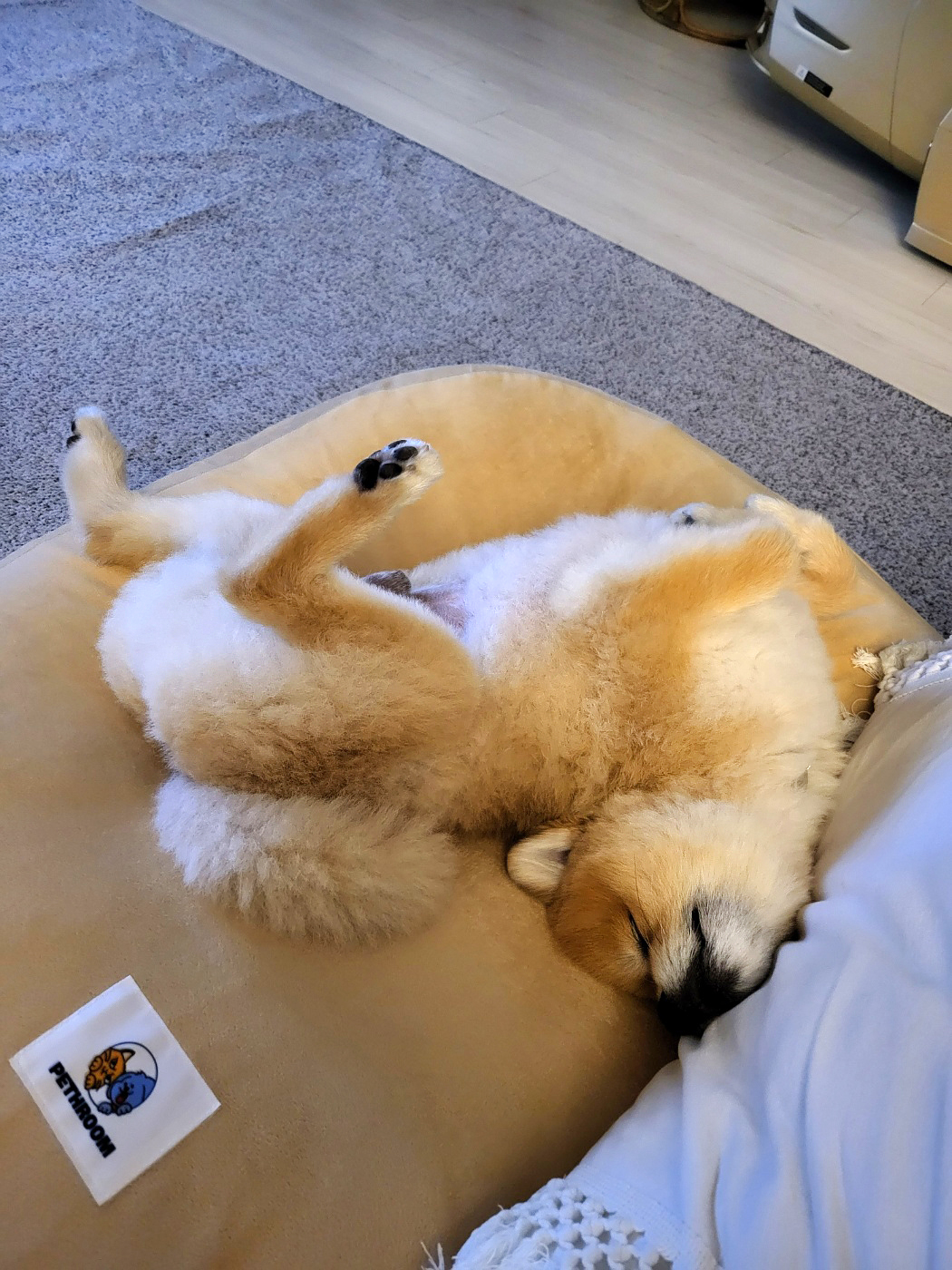 뽀심이(동식이) 입양 후 3개월차 후기입니다