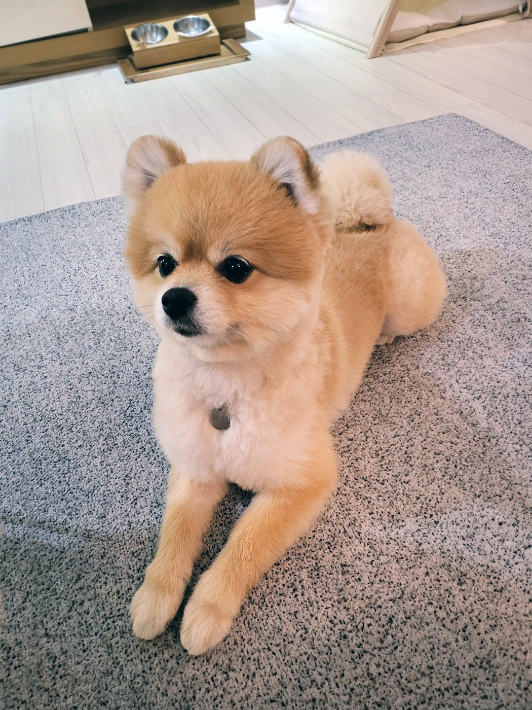 뽀심이(동식이) 입양 후 3개월차 후기입니다