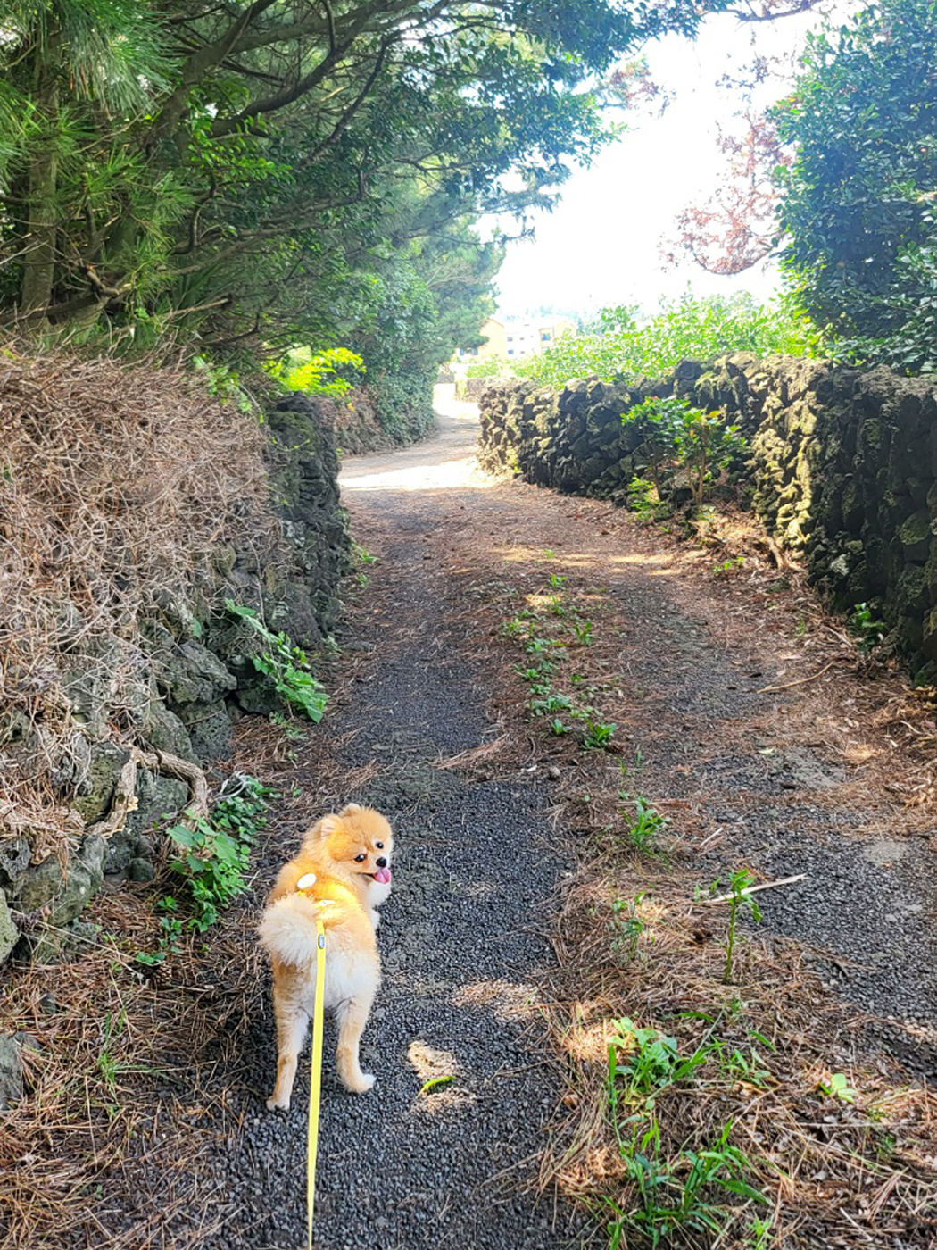 뽀심이(동식이) 입양 후 3개월차 후기입니다