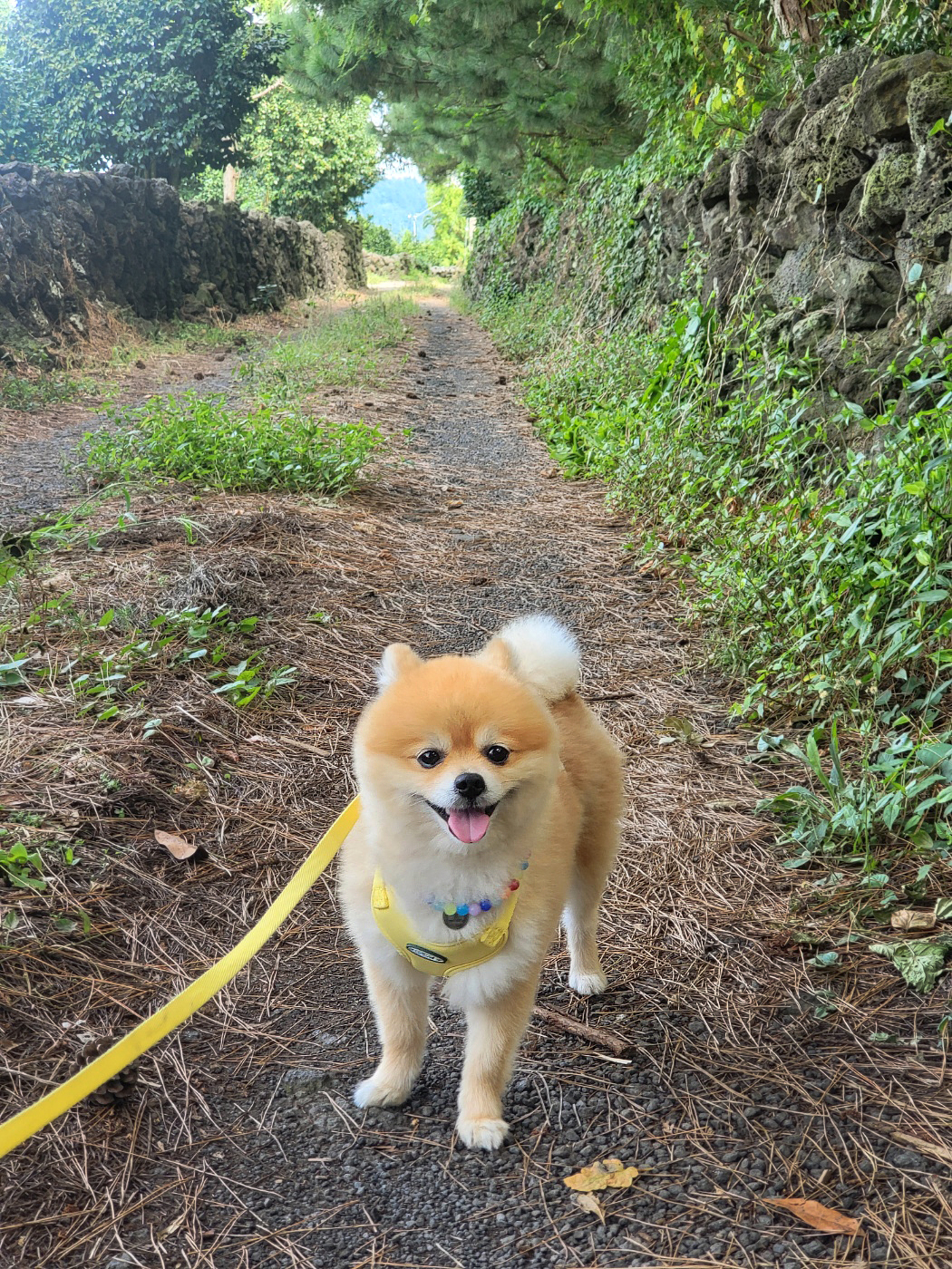 뽀심이(동식이) 입양 후 3개월차 후기입니다