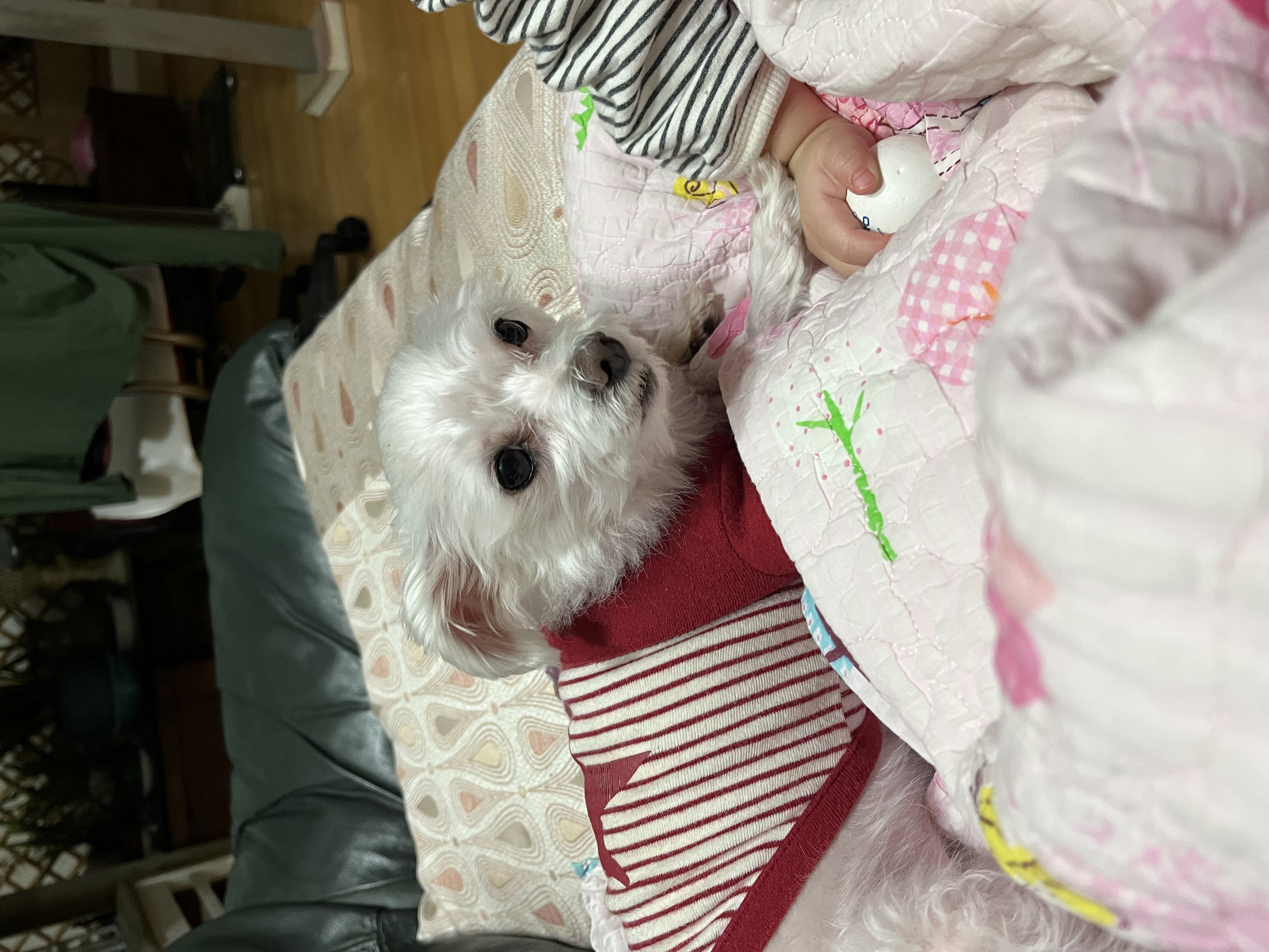 별이(전 오포) 입양 1주년 이야기 