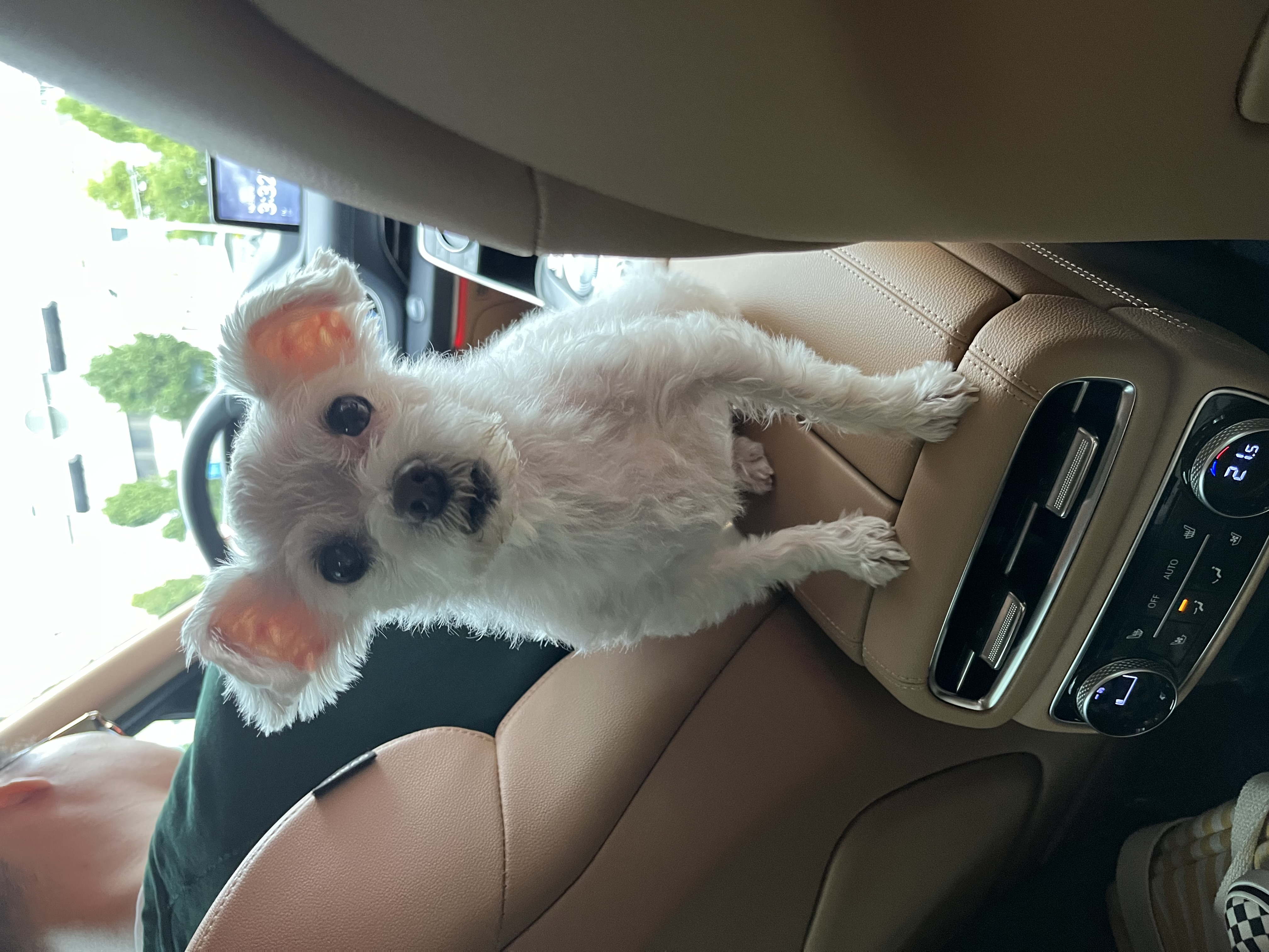 별이(전 오포) 입양 1주년 이야기 